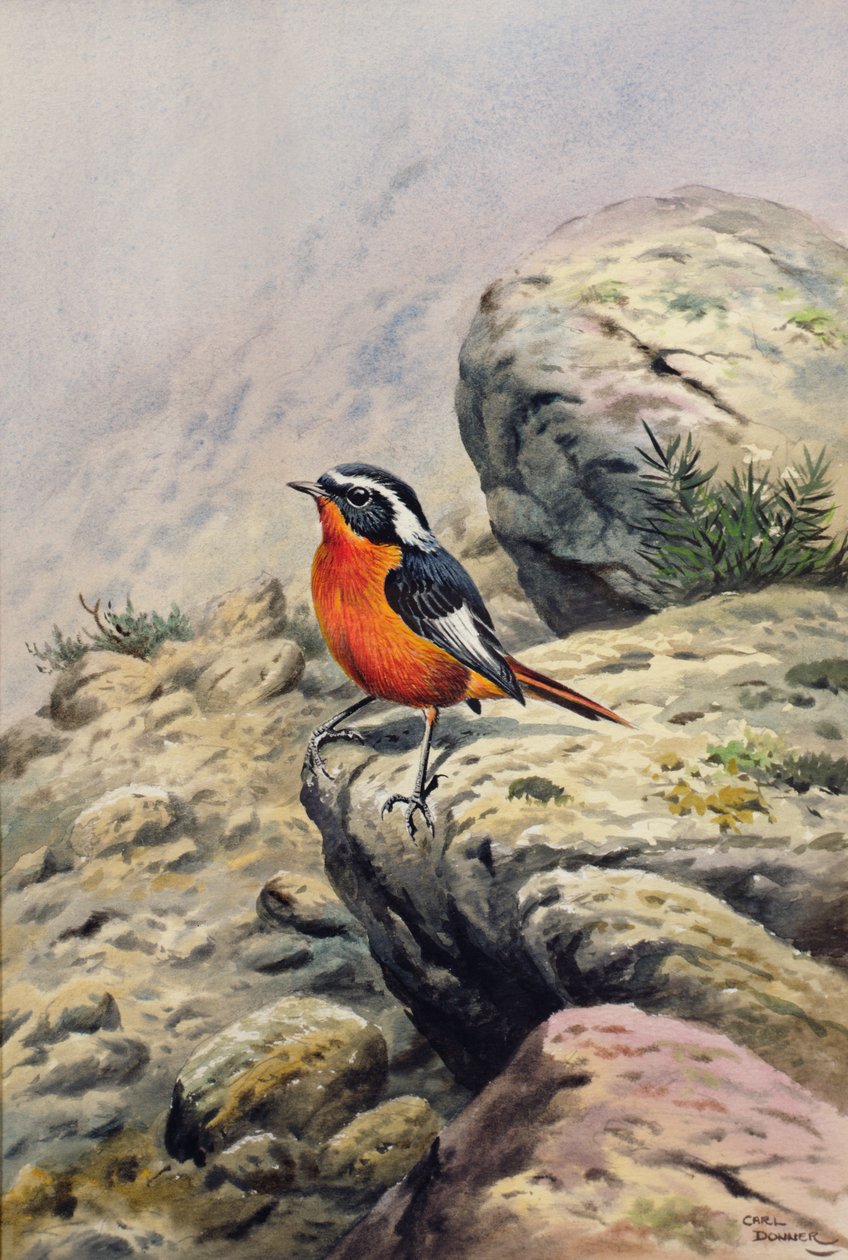 Colirrojo de Moussier de Carl Donner