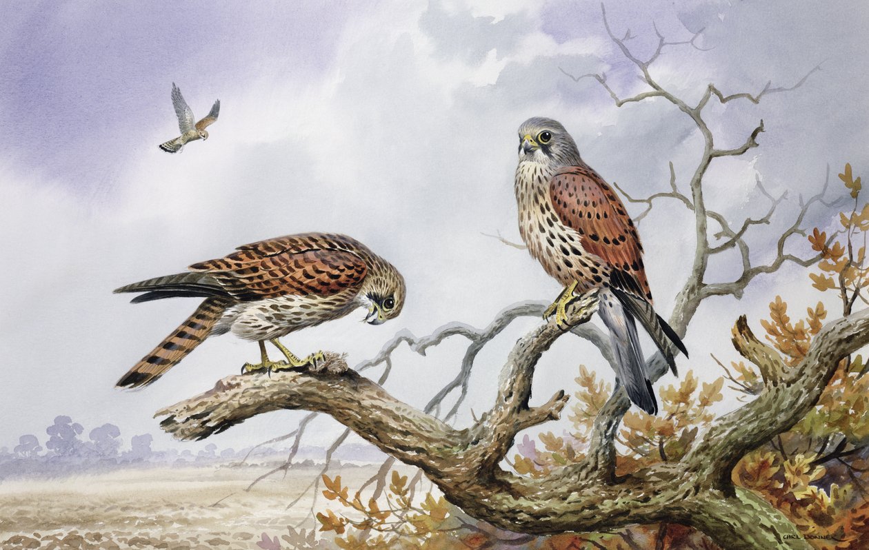 Pareja de cernícalos de Carl Donner