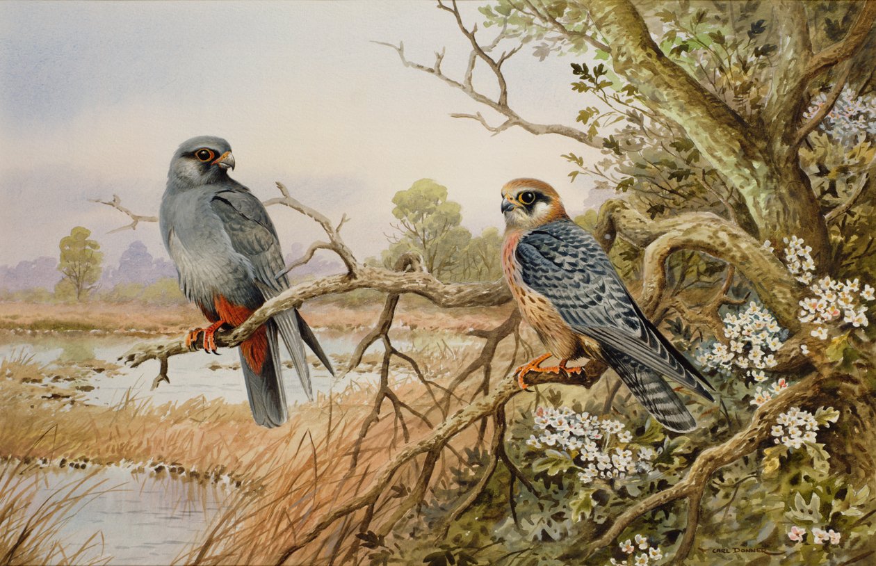 Halcón patirrojo de Carl Donner