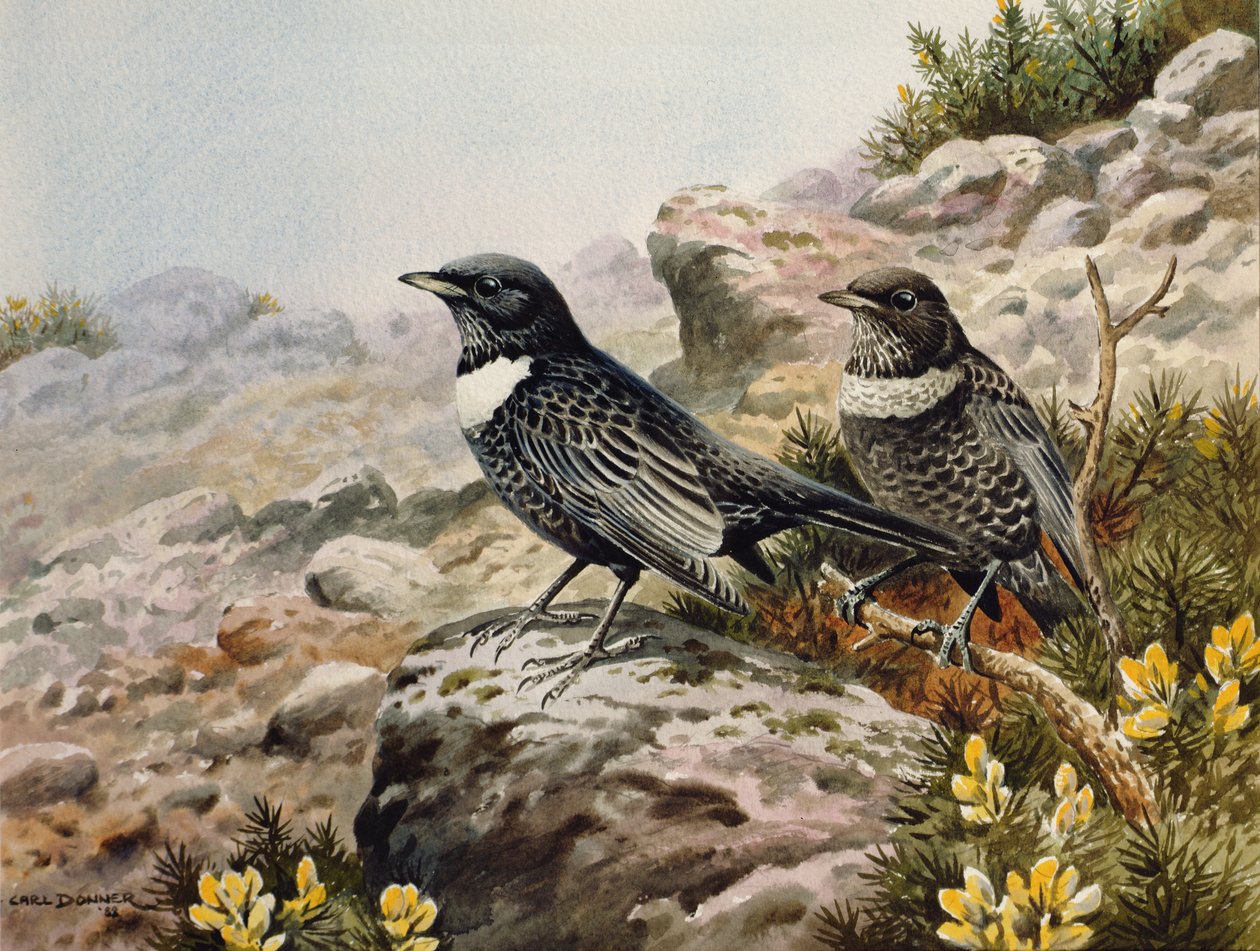 Mirlos capiblancos de Carl Donner