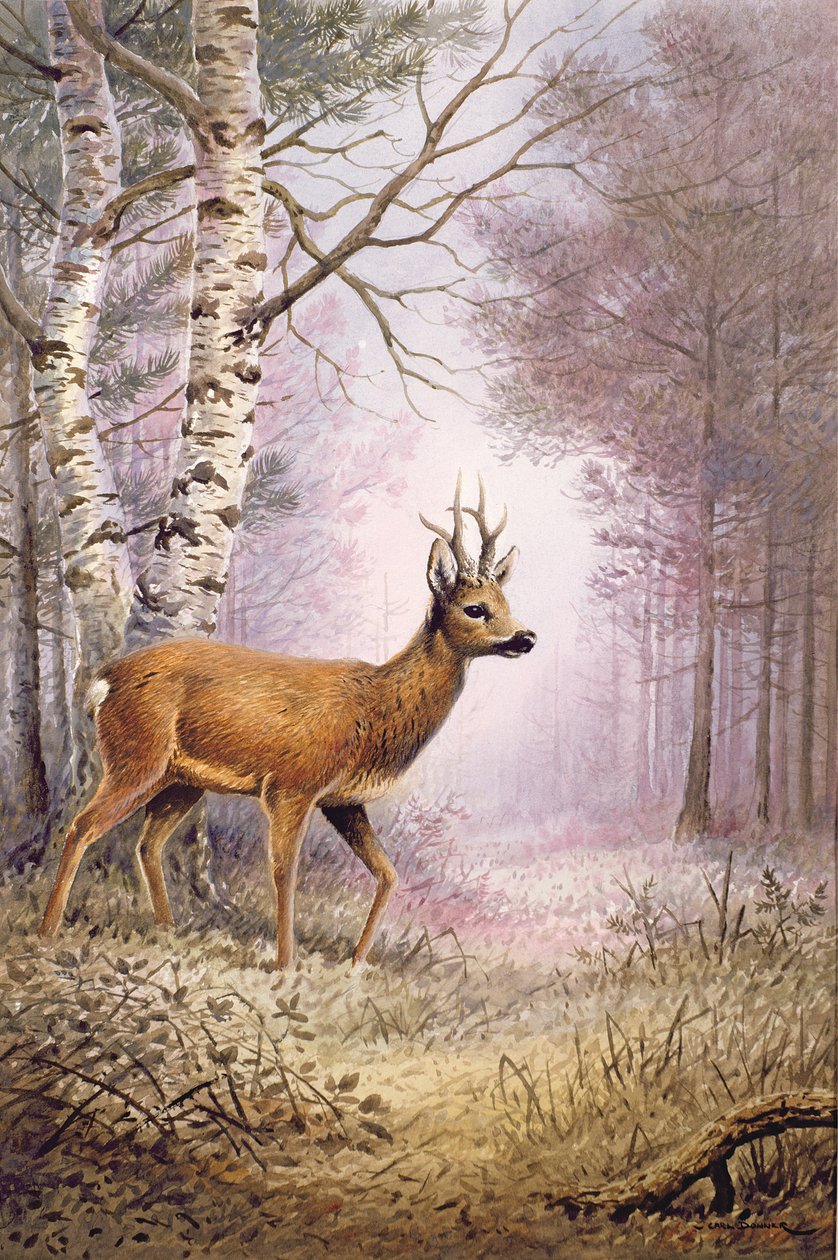 Corzo de Carl Donner