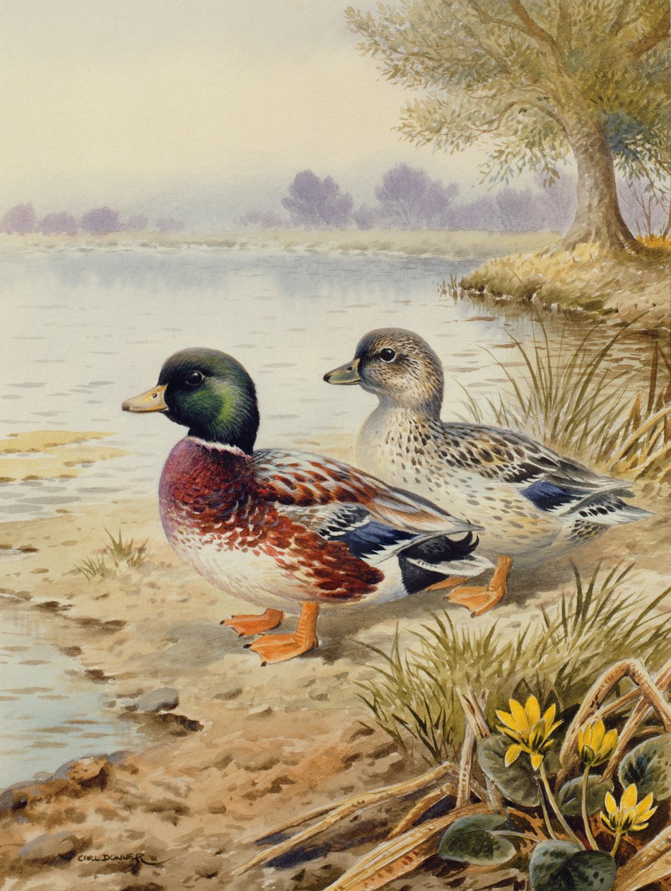 Patos llamados plateados de Carl Donner