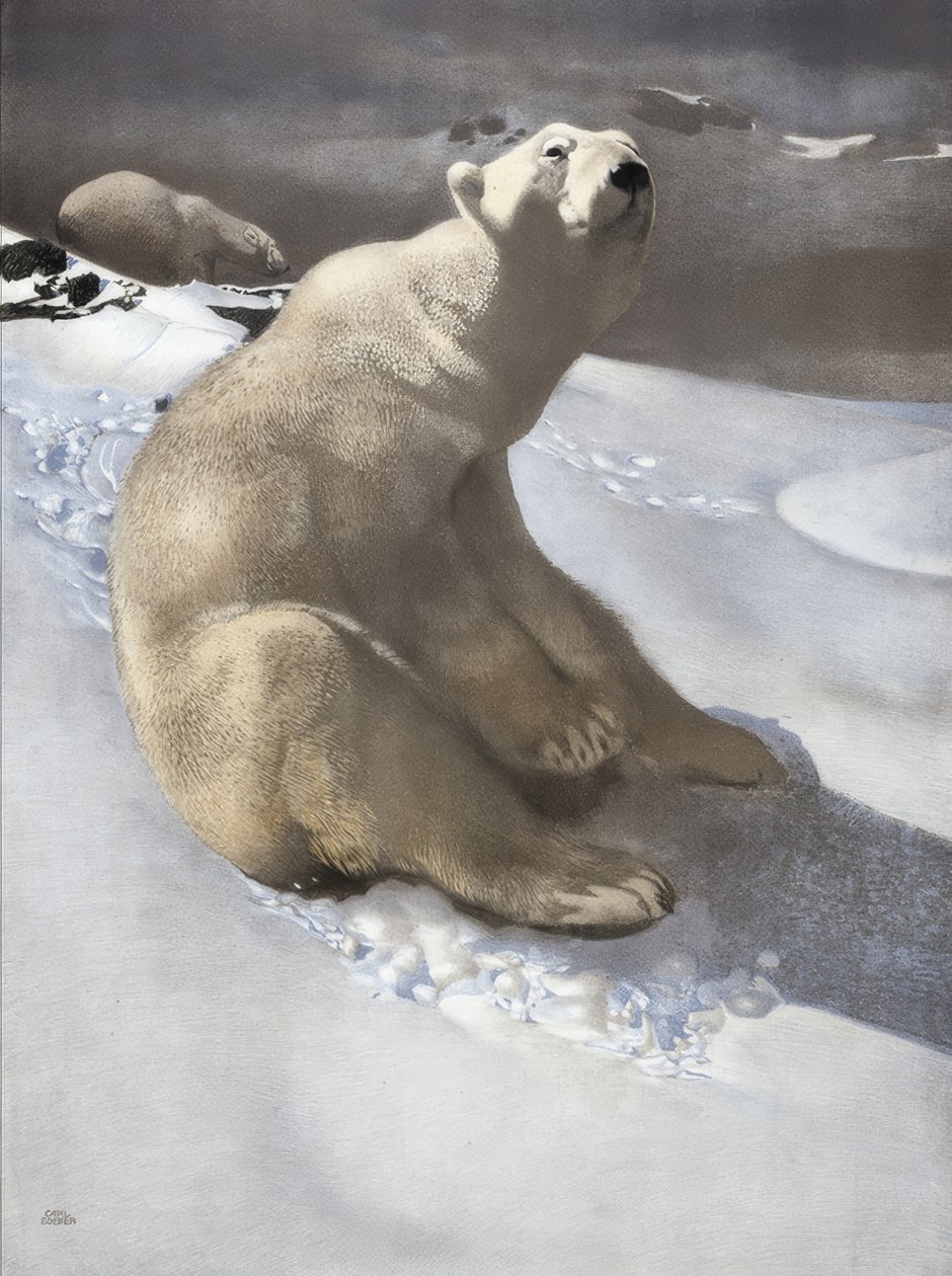 Oso polar de Carl Ederer