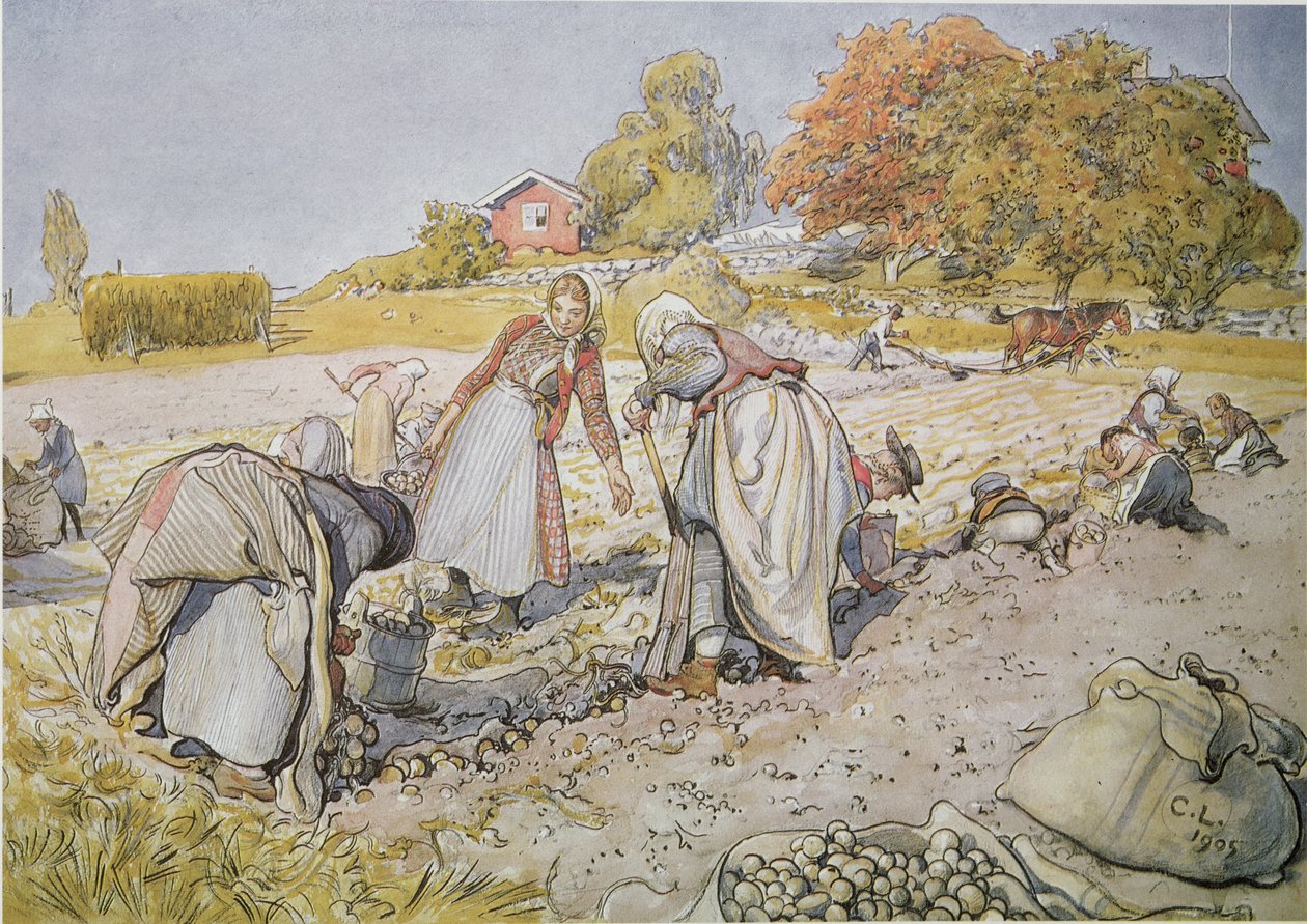 Cosechando patatas de Carl Larsson