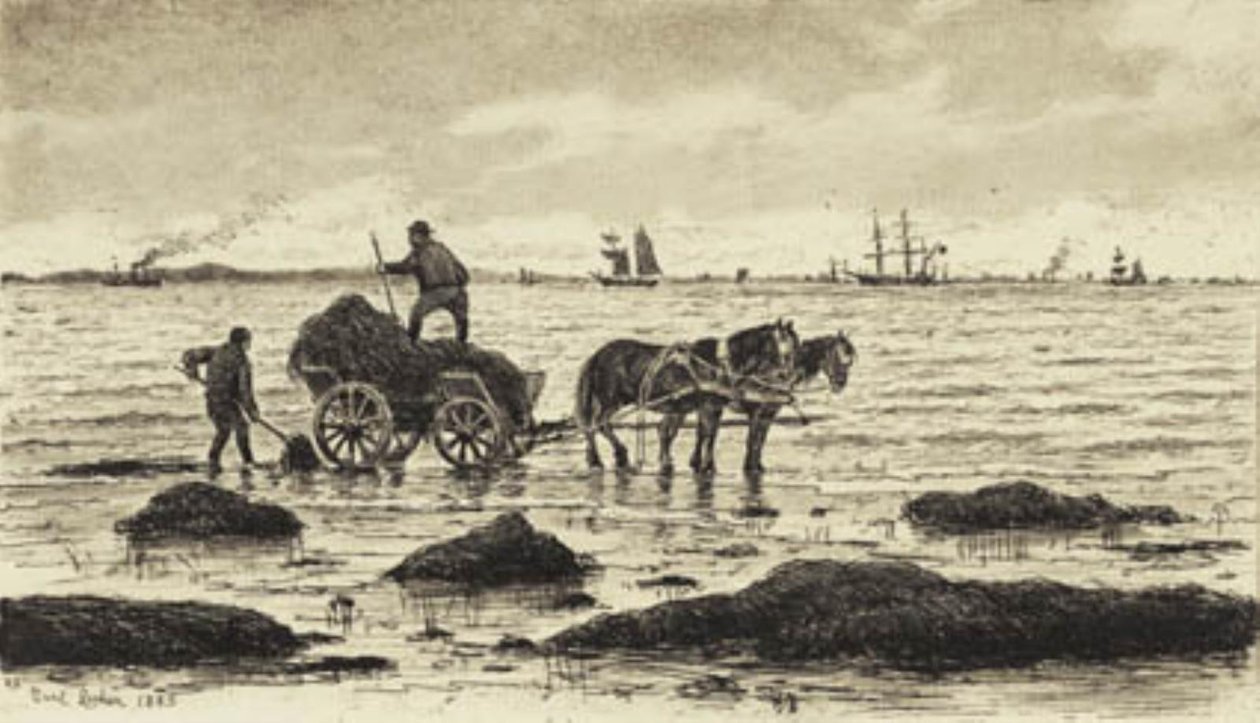 Campesinos recogiendo algas de Carl Locher
