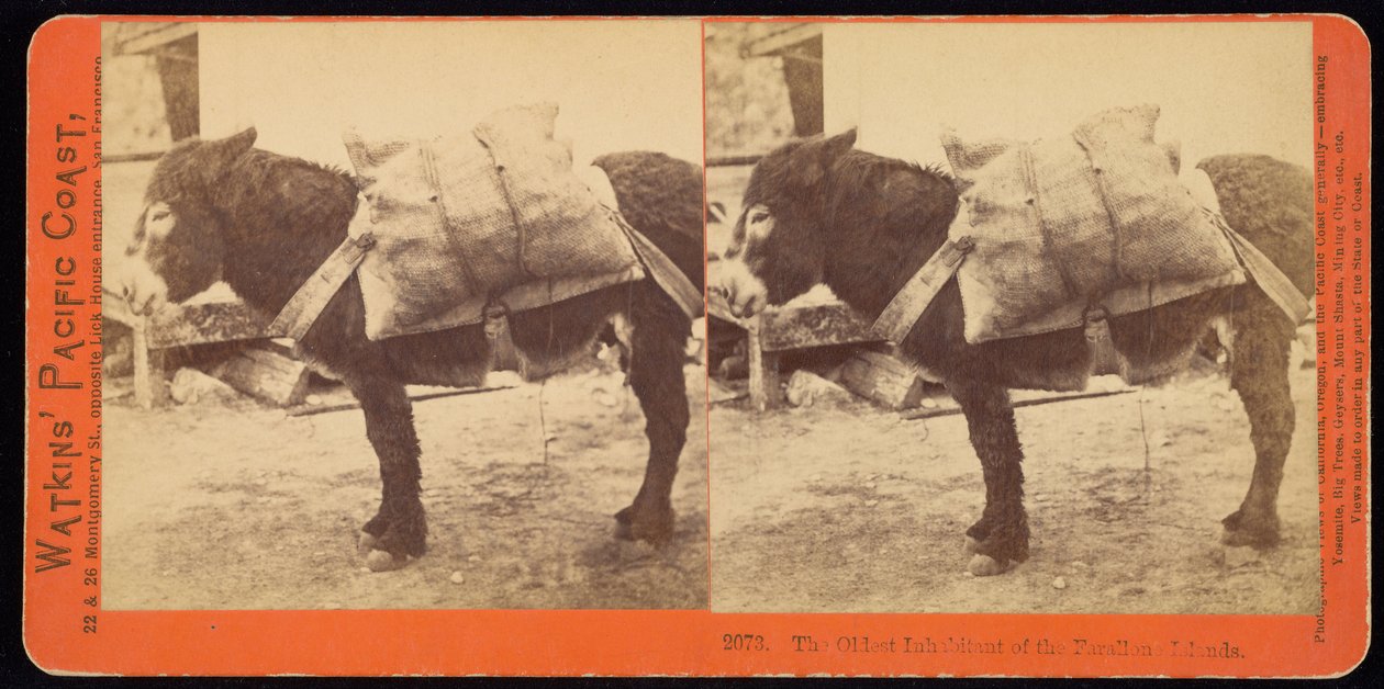 El Habitante Más Antiguo de las Islas Farallone (sic) de Carleton E. Watkins