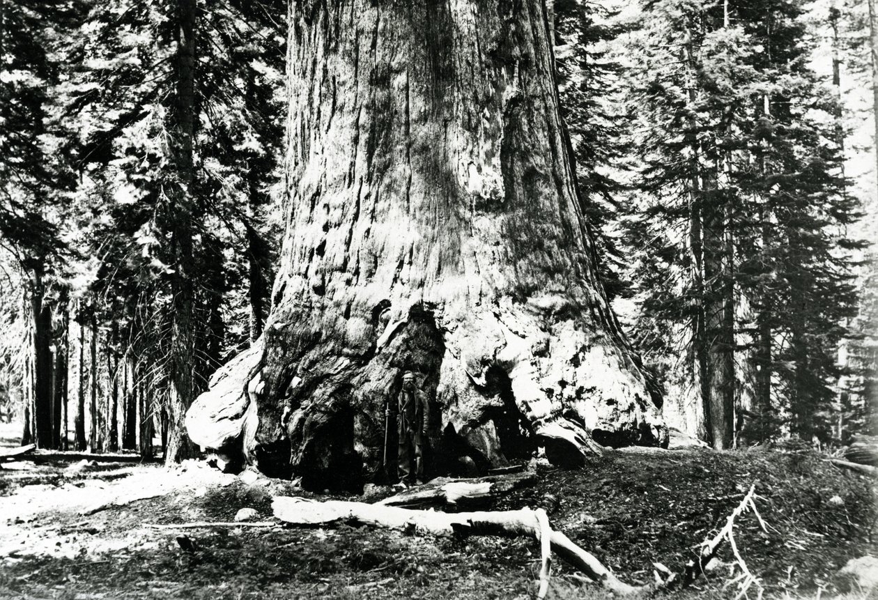 Base del Gigante Grizzly, c.1860s de Carleton E. Watkins