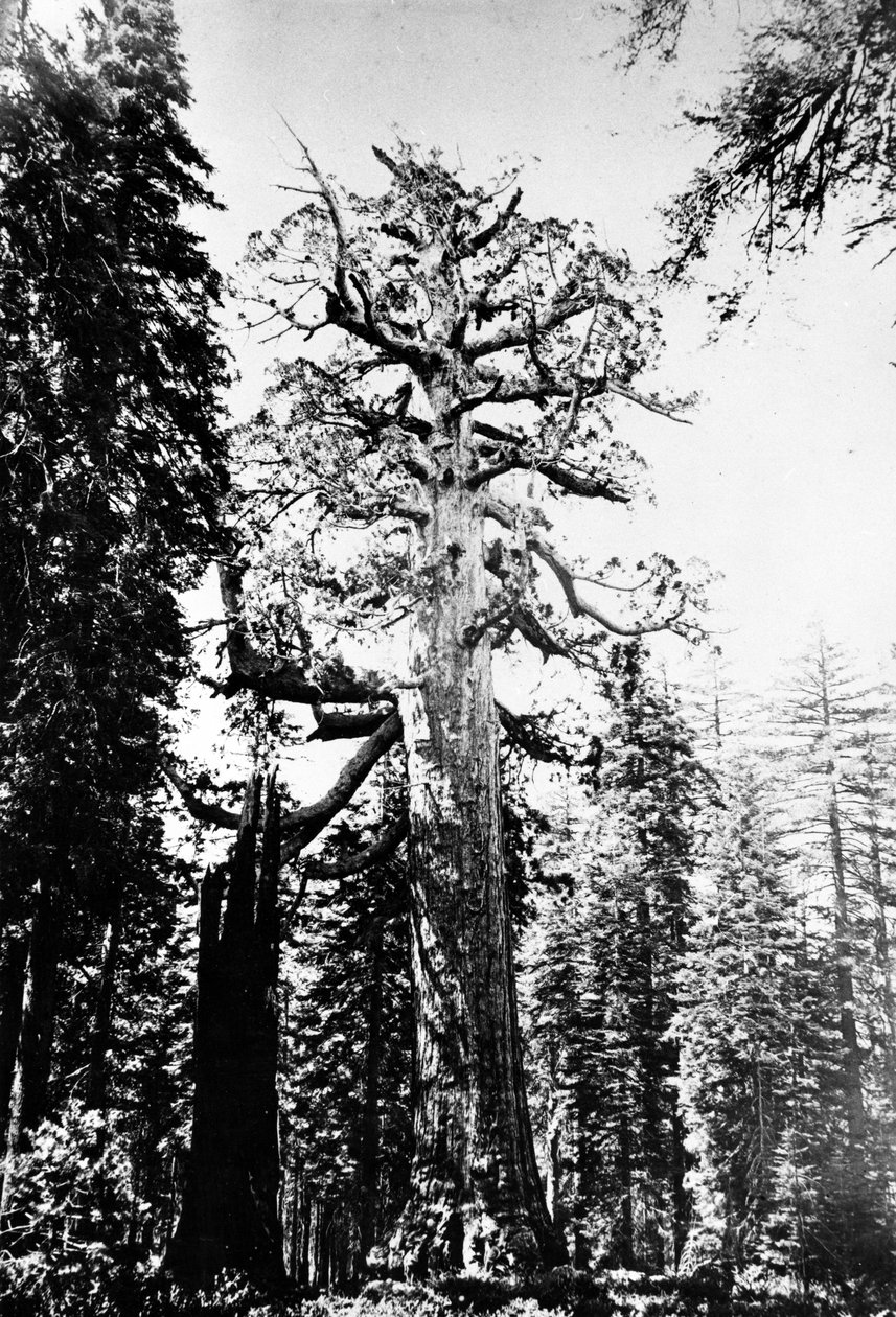 El Gigante Grizzly, c.1860s de Carleton E. Watkins