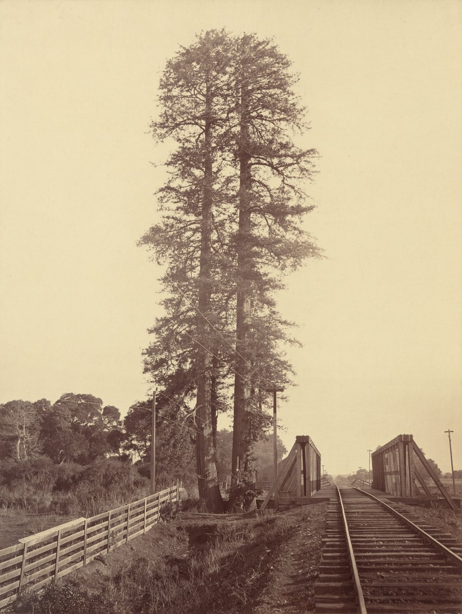 Secuoyas gemelas, Palo Alto de Carleton E. Watkins