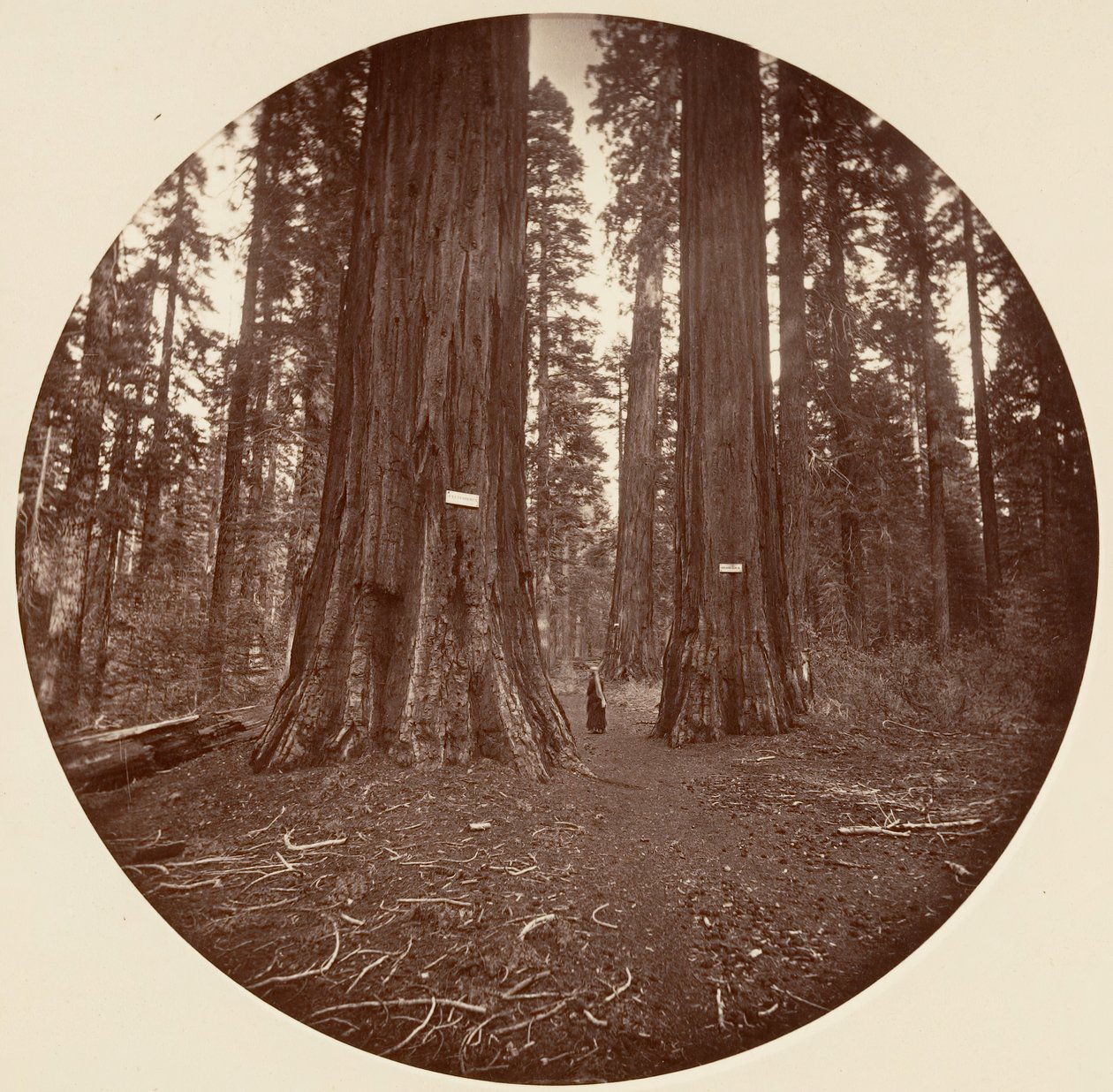 Ninguno, ca. 1878 de Carleton Emmons Watkins