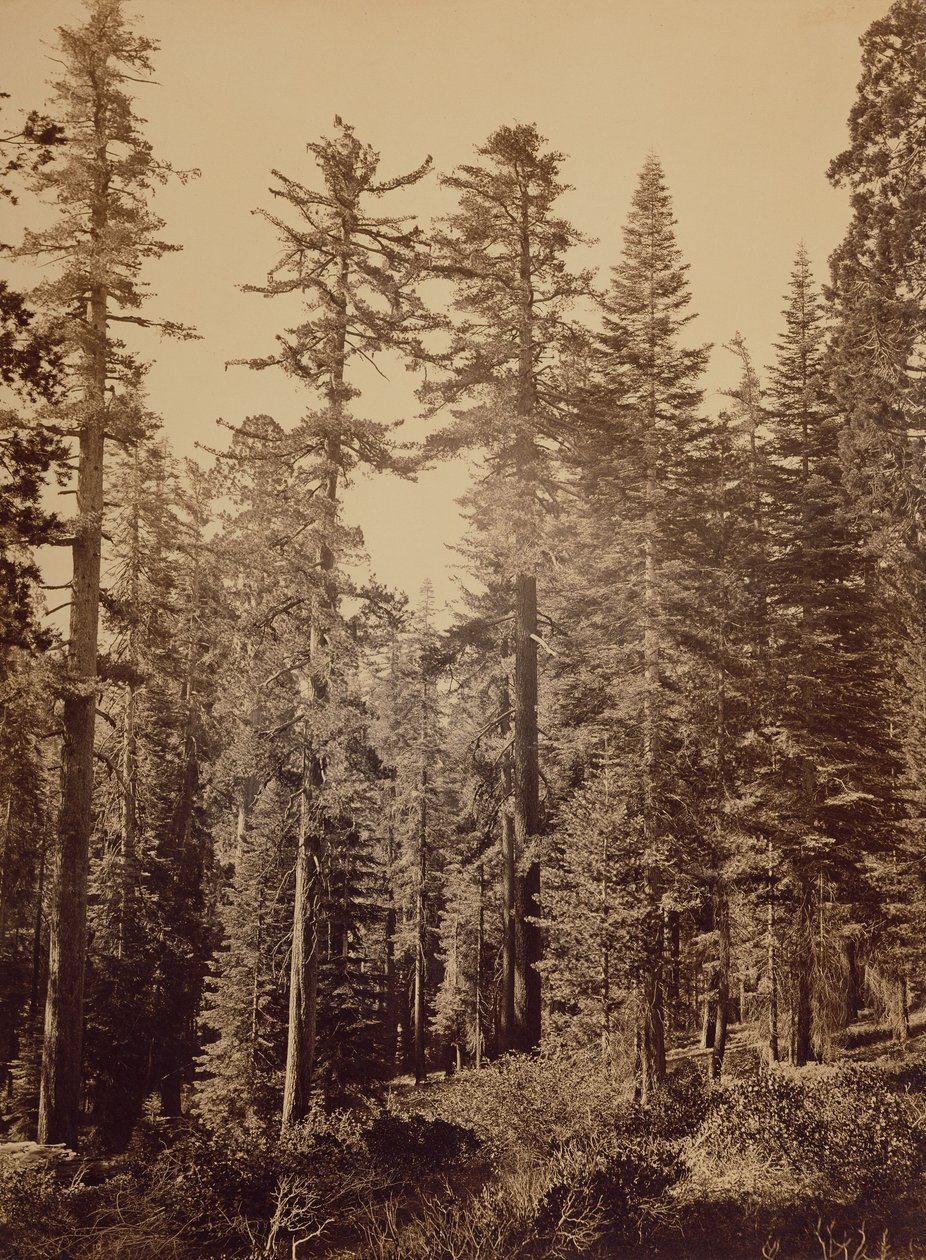 [Escena del bosque] / [Pinos de azúcar] de Carleton Watkins