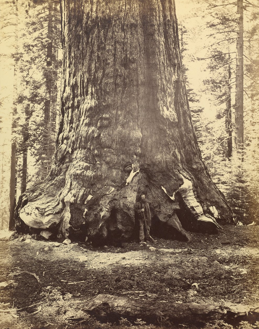 [Sección del Gigante Grizzly] de Carleton Watkins