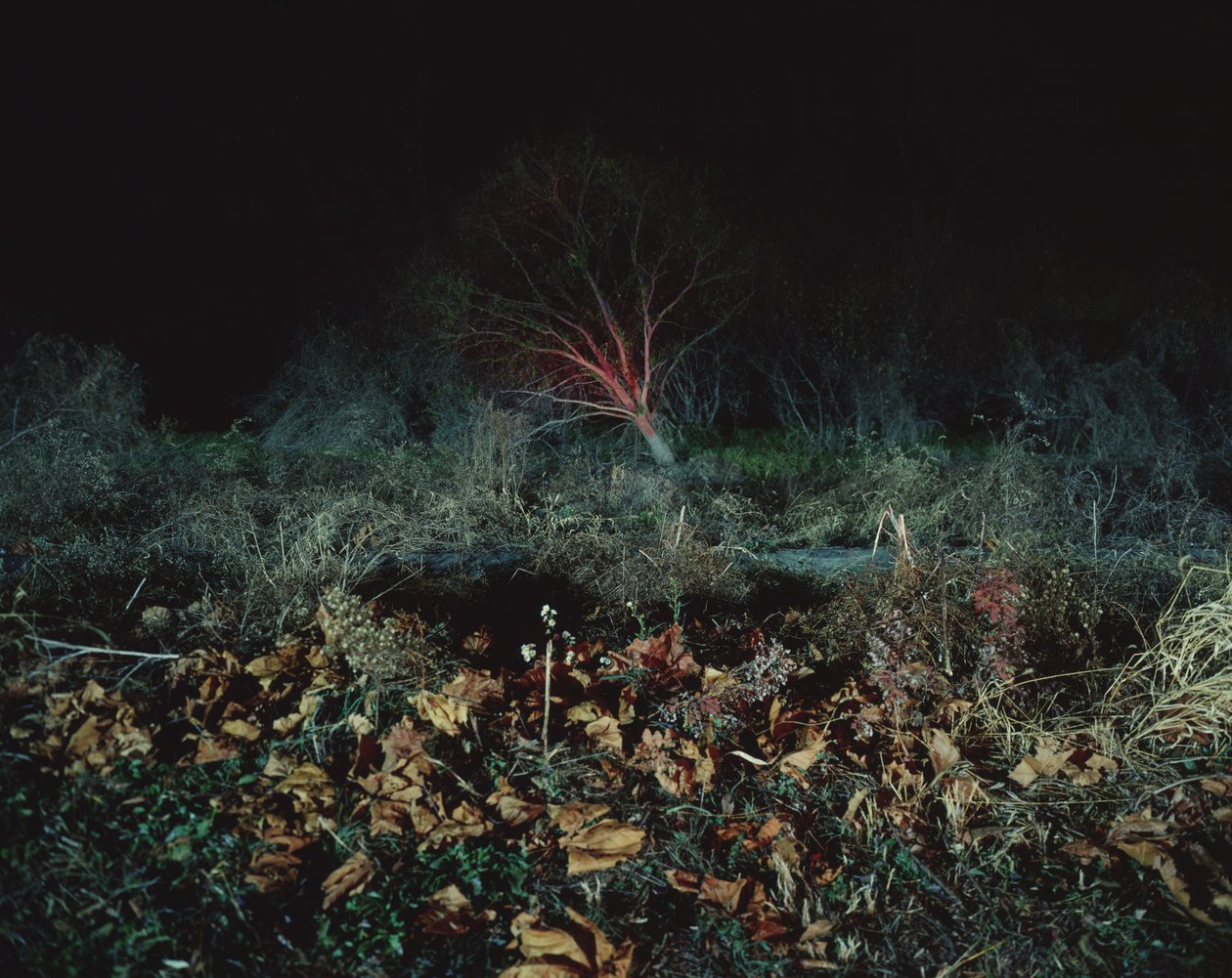 Pintar en la oscuridad, 2011 de Carli Choi