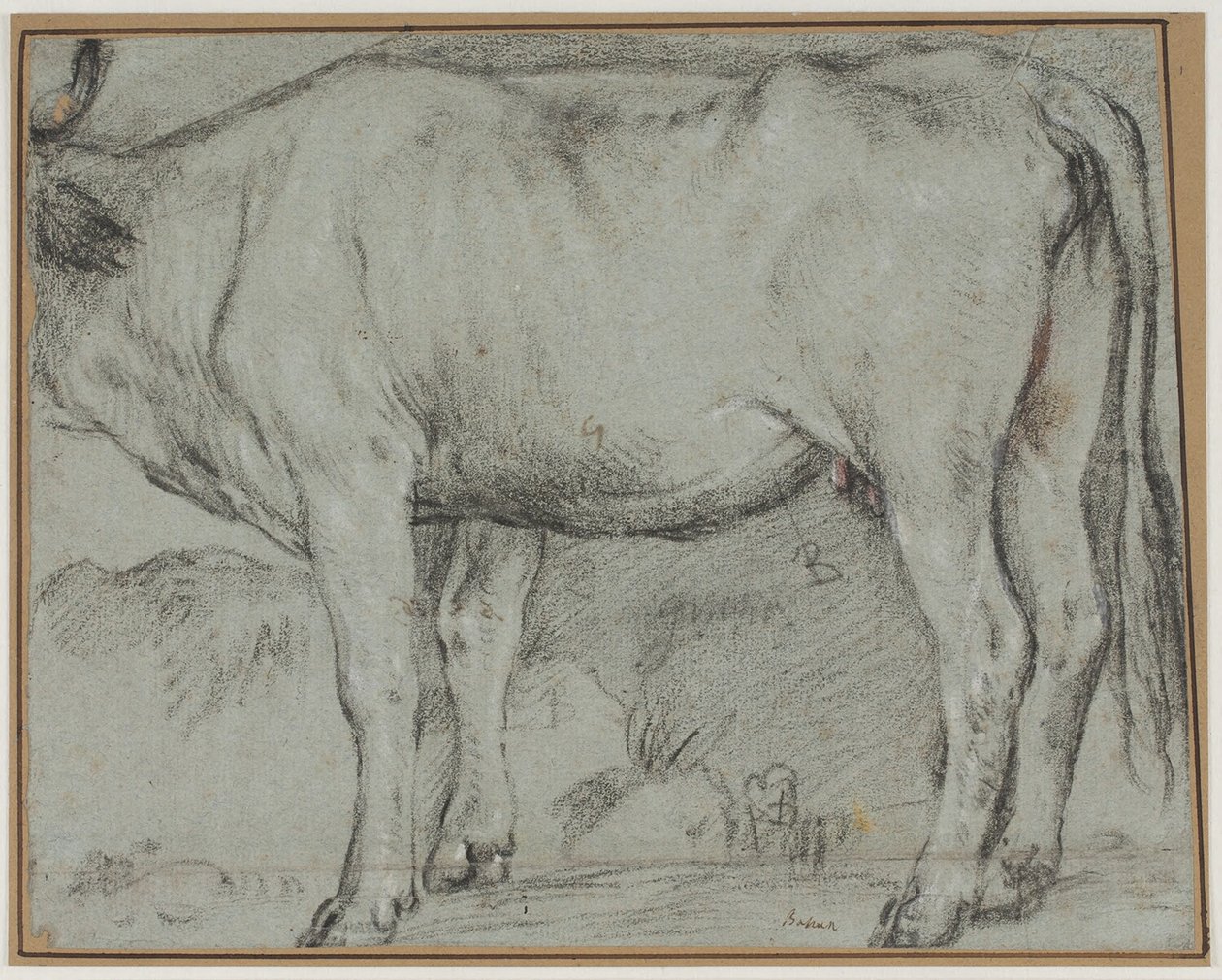Vaca de pie (sin cabeza) de Carlo Caliari