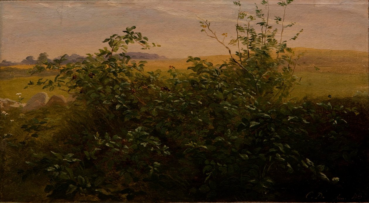 Seto con mora de Carlo Dalgas