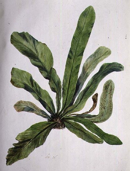Aspidistra de Caroline Louisa Meredith