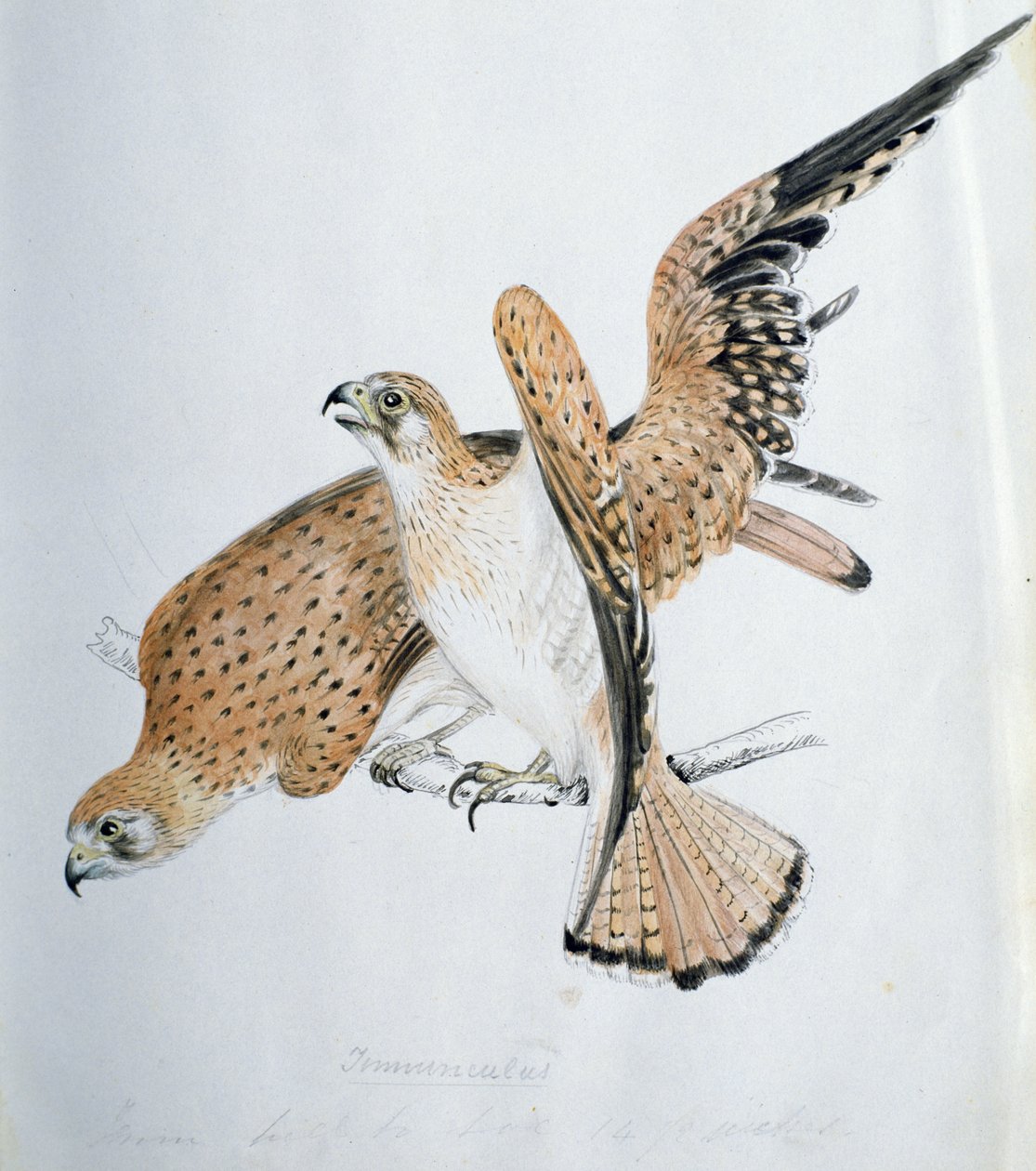 Aves de presa, siglo XIX de Caroline Louisa Meredith