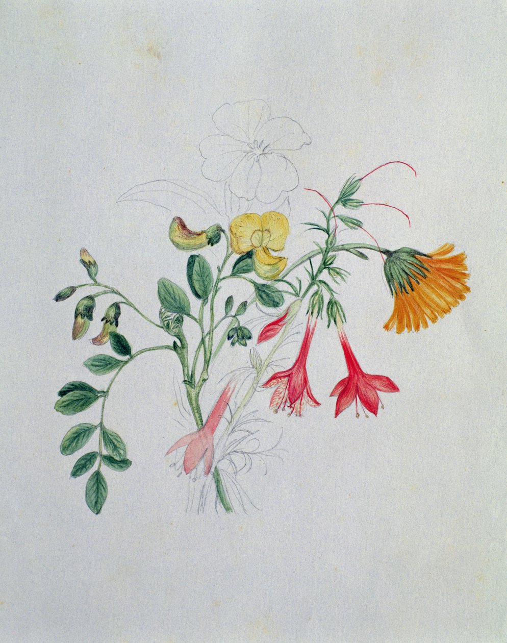 Escoba y caléndulas de Caroline Louisa Meredith