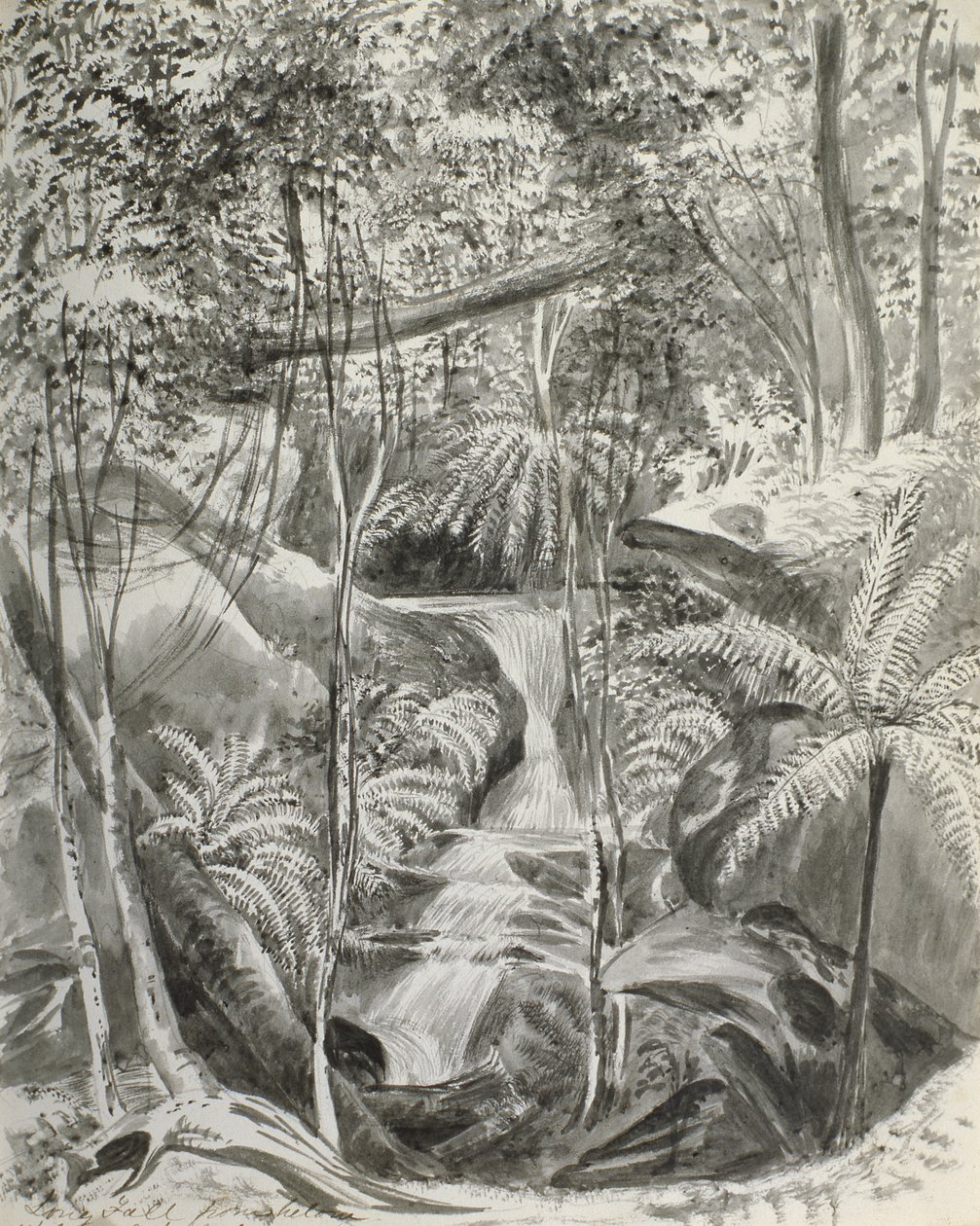 Estudio de la jungla, siglo XIX de Caroline Louisa Meredith
