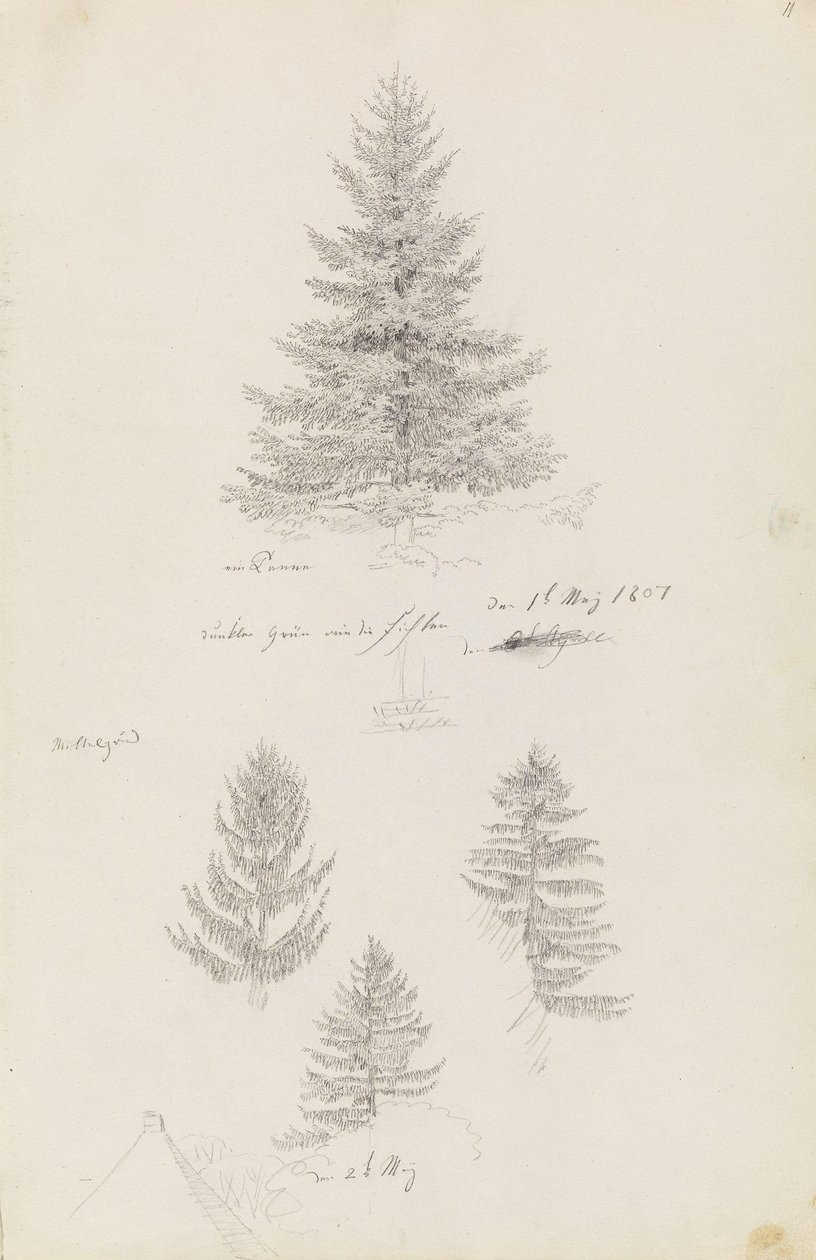 Abeto y tres estudios de pícea de Caspar David Friedrich