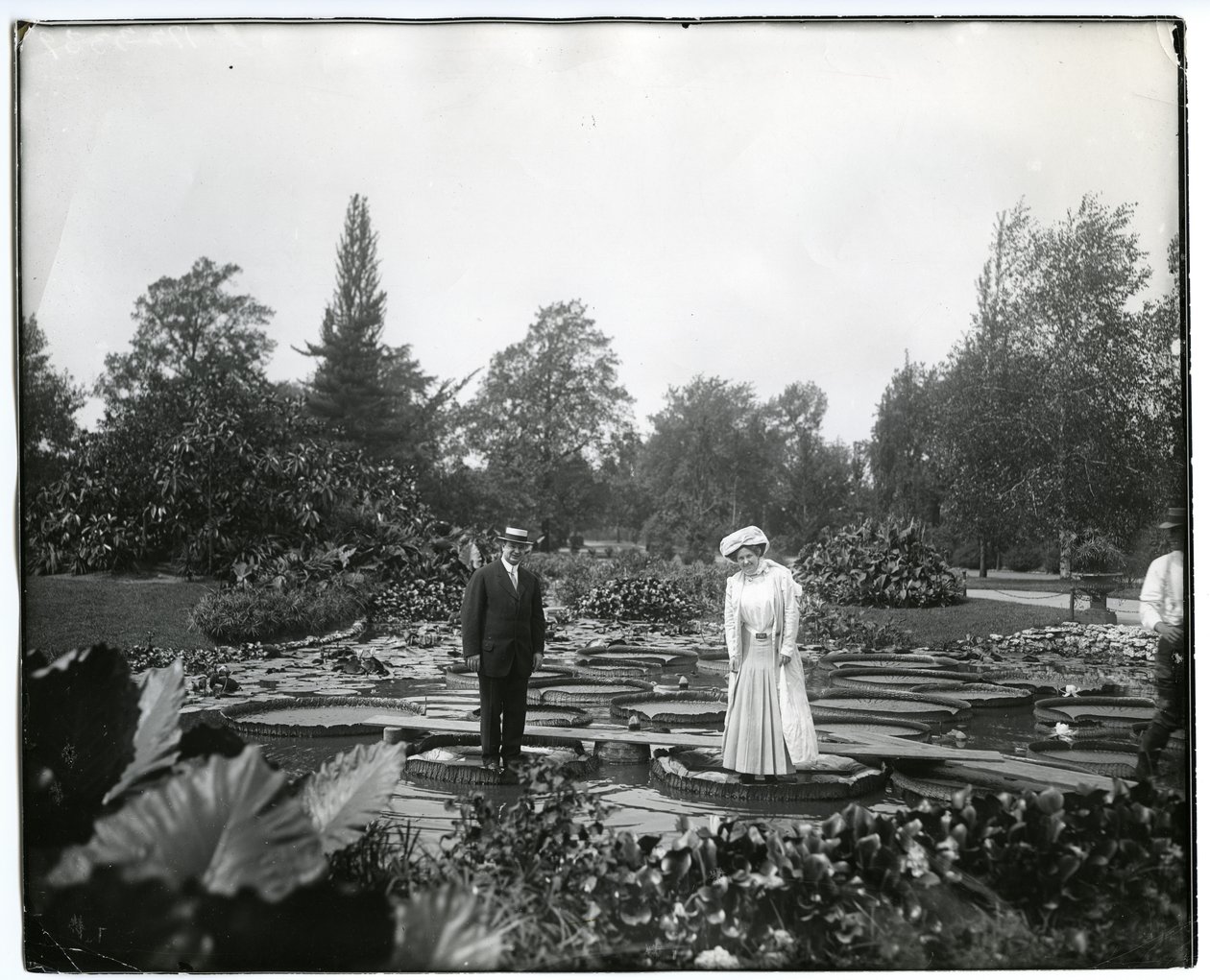 Horizontal, fotografía en blanco y negro que muestra a un hombre y una mujer de pie sobre nenúfares gigantes en el estanque de lirios en Tower Grove Park de Charles Clement Holt