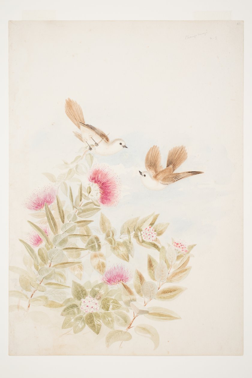 Pirangi rangi N.Z de Charles Heaphy