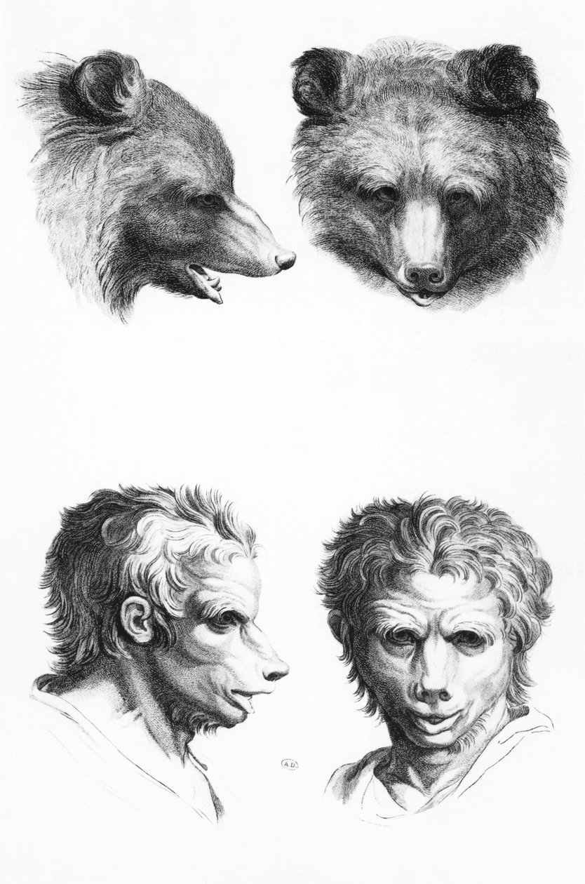 Similitudes entre la cabeza de un oso y un hombre, de 