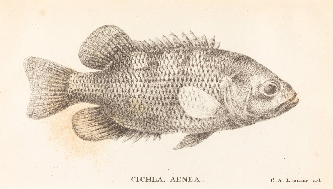 Cichla, Aenea de Charles Alexandre Lesueur