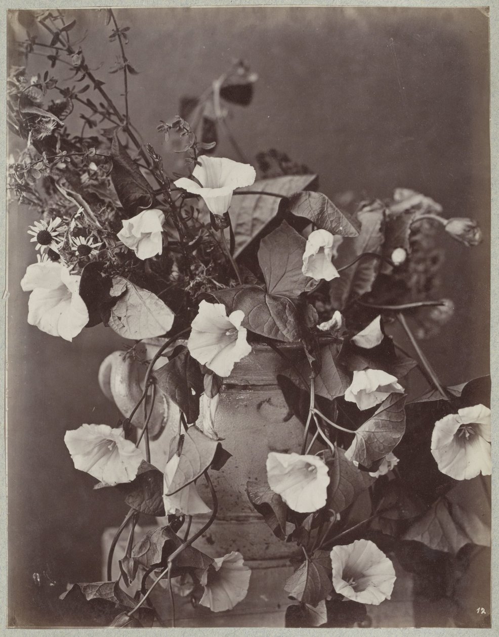 Estudio de flores con maceta de colonia de Charles Aubry (manner of)