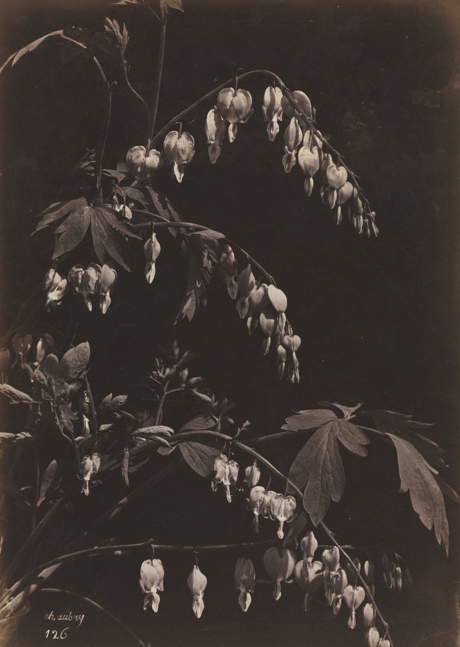 Floral Still Life (Bleeding Hearts) de Charles Aubry