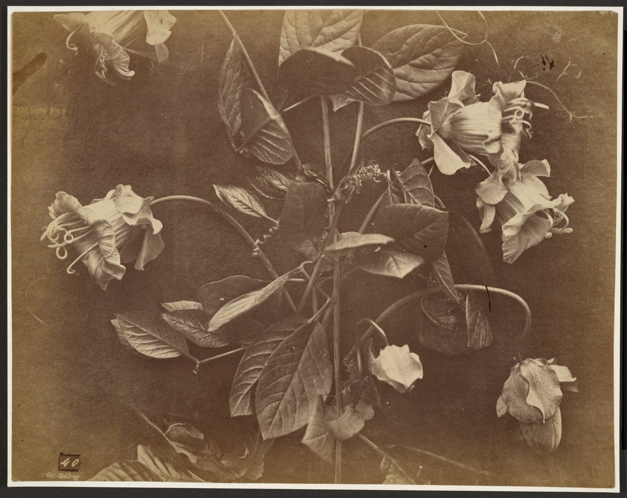 [Enredadera en flor] de Charles Aubry