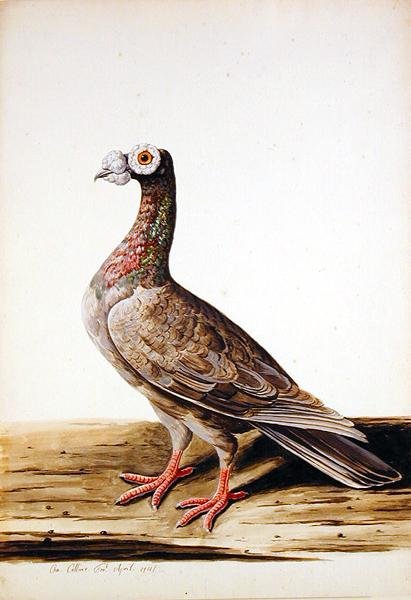 Un urogallo, gallina de Charles Collins