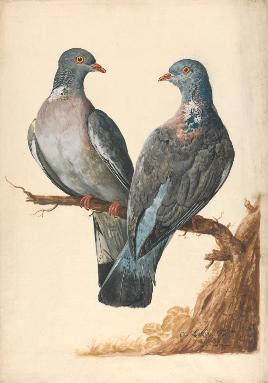 Dos palomas torcaces de Charles Collins