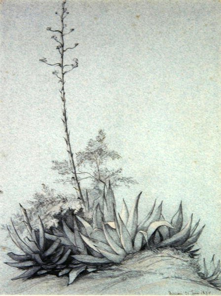 Yucca en flor de Charles Damour
