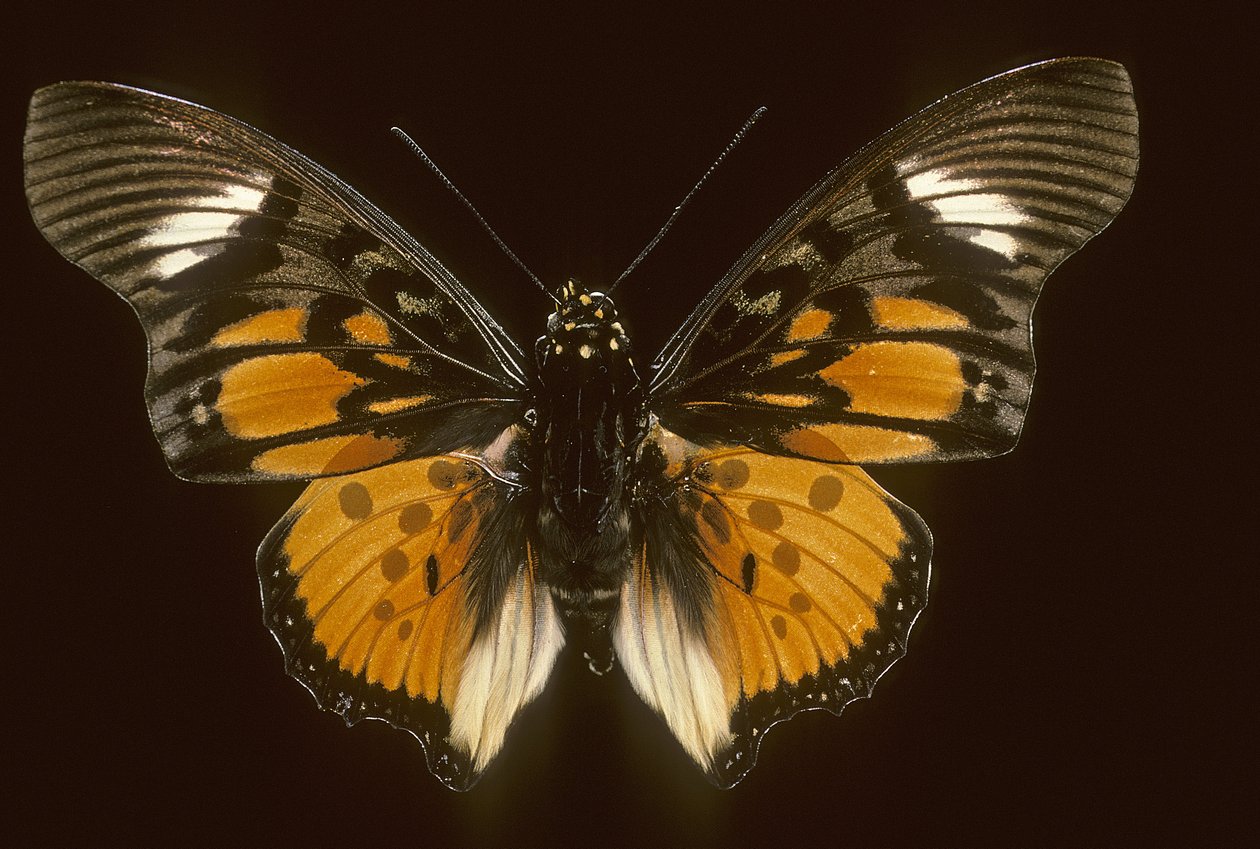 Acraeoids charaxes de Augustus Kollner