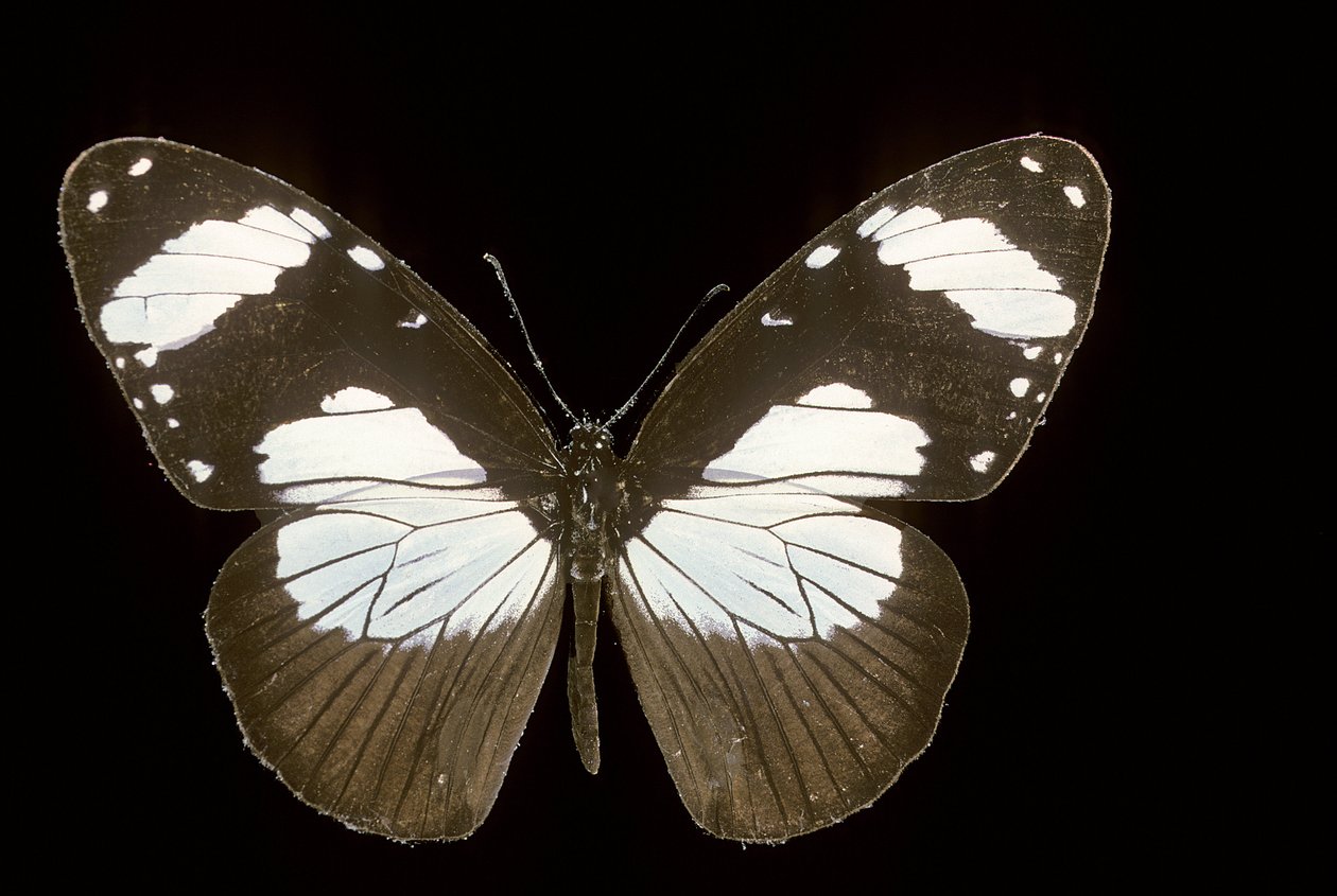 Amauris comorana de Augustus Kollner