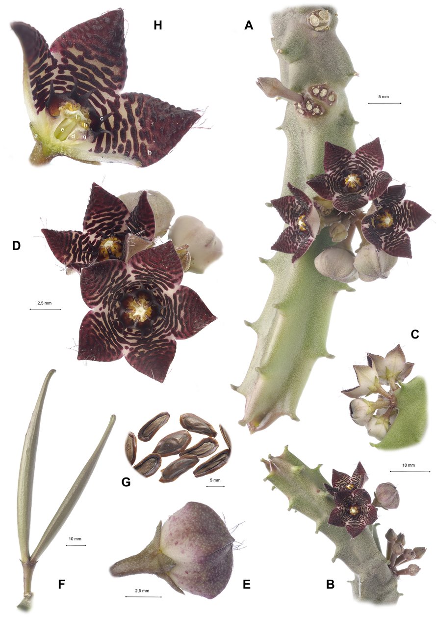Lámina botánica, Apteranthes joannis de Augustus Kollner