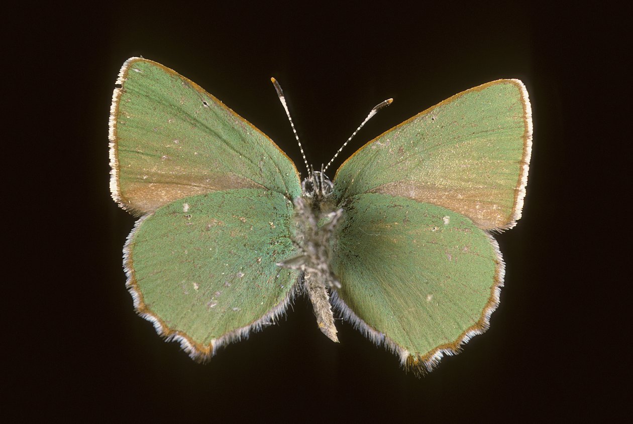 Callophrys rubi de Augustus Kollner