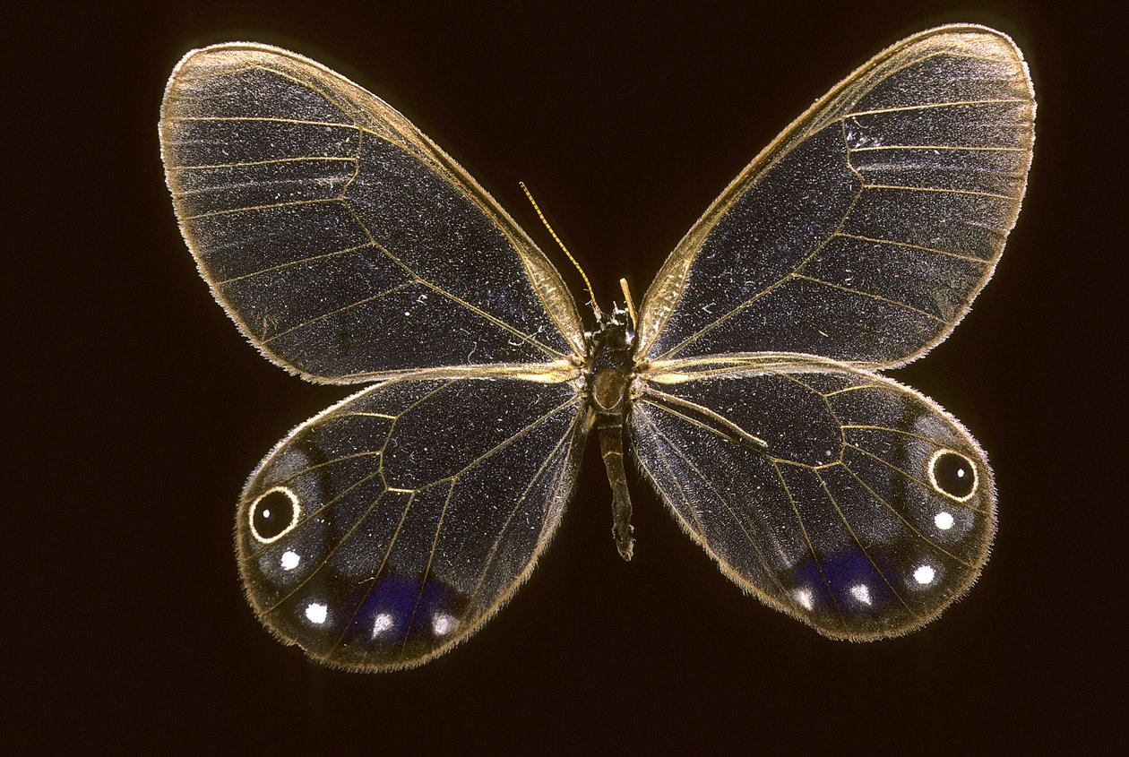 Cithaerias esmeralda de Augustus Kollner