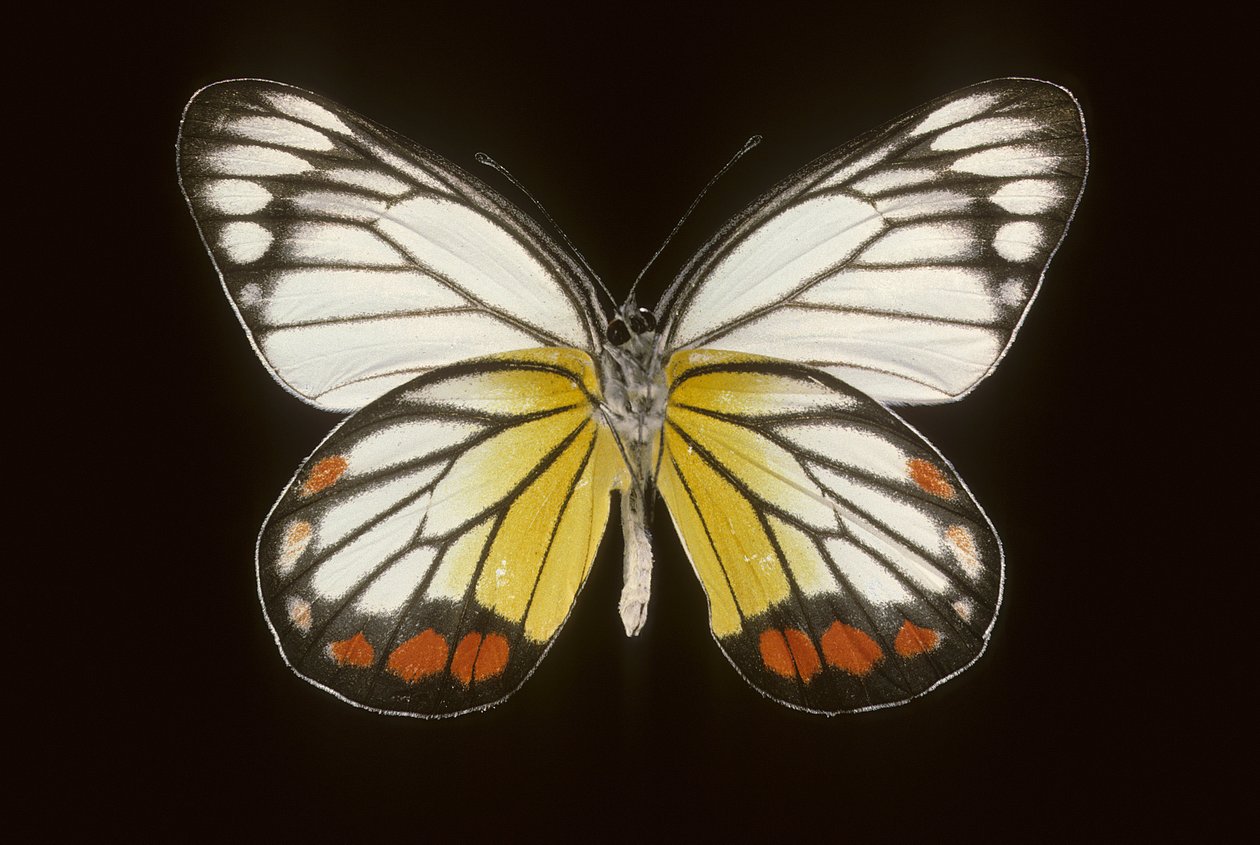 Delias hyparete, Macho de Augustus Kollner