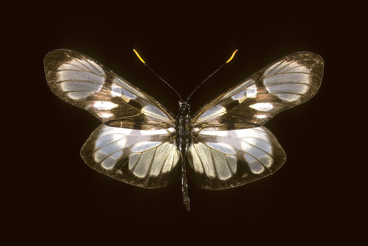Dismorphia orise de Augustus Kollner