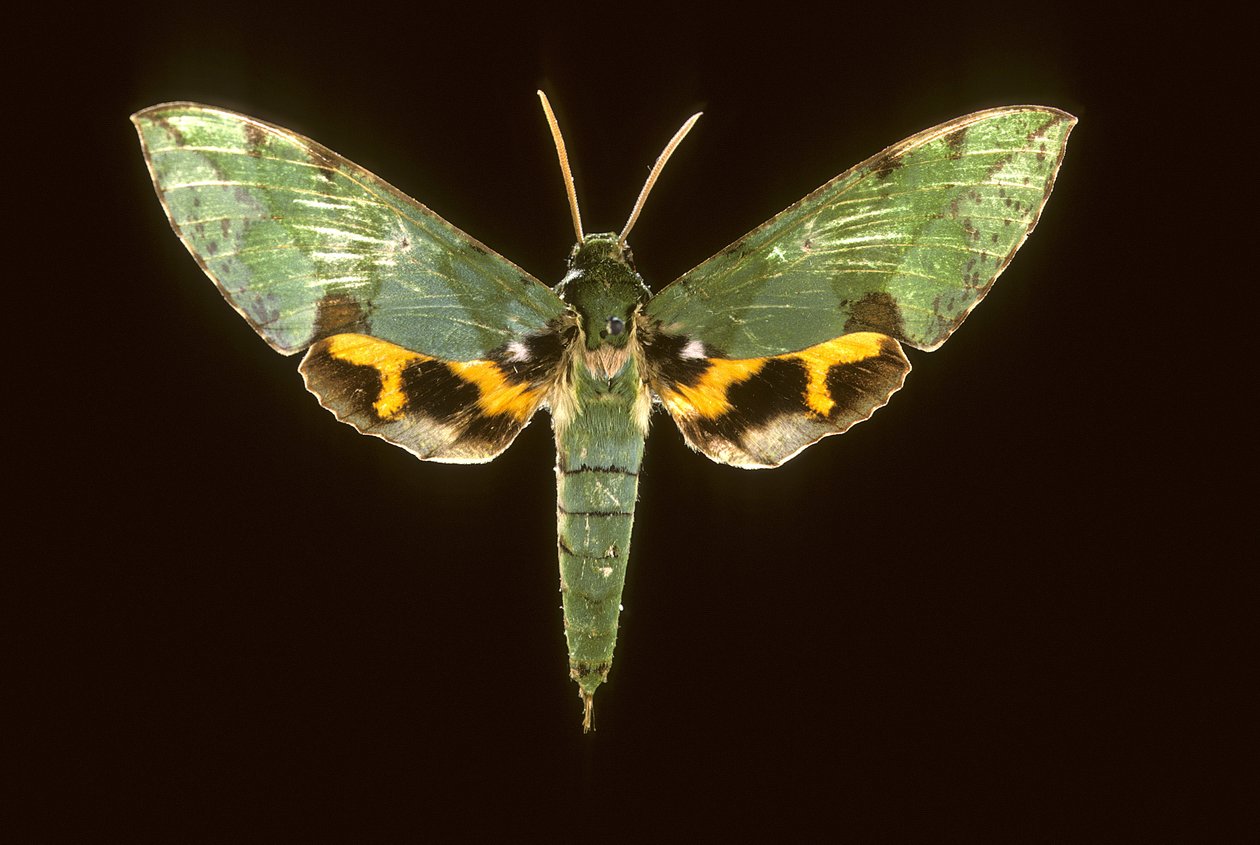 Euchloron megaera, Esfinge verde de Augustus Kollner