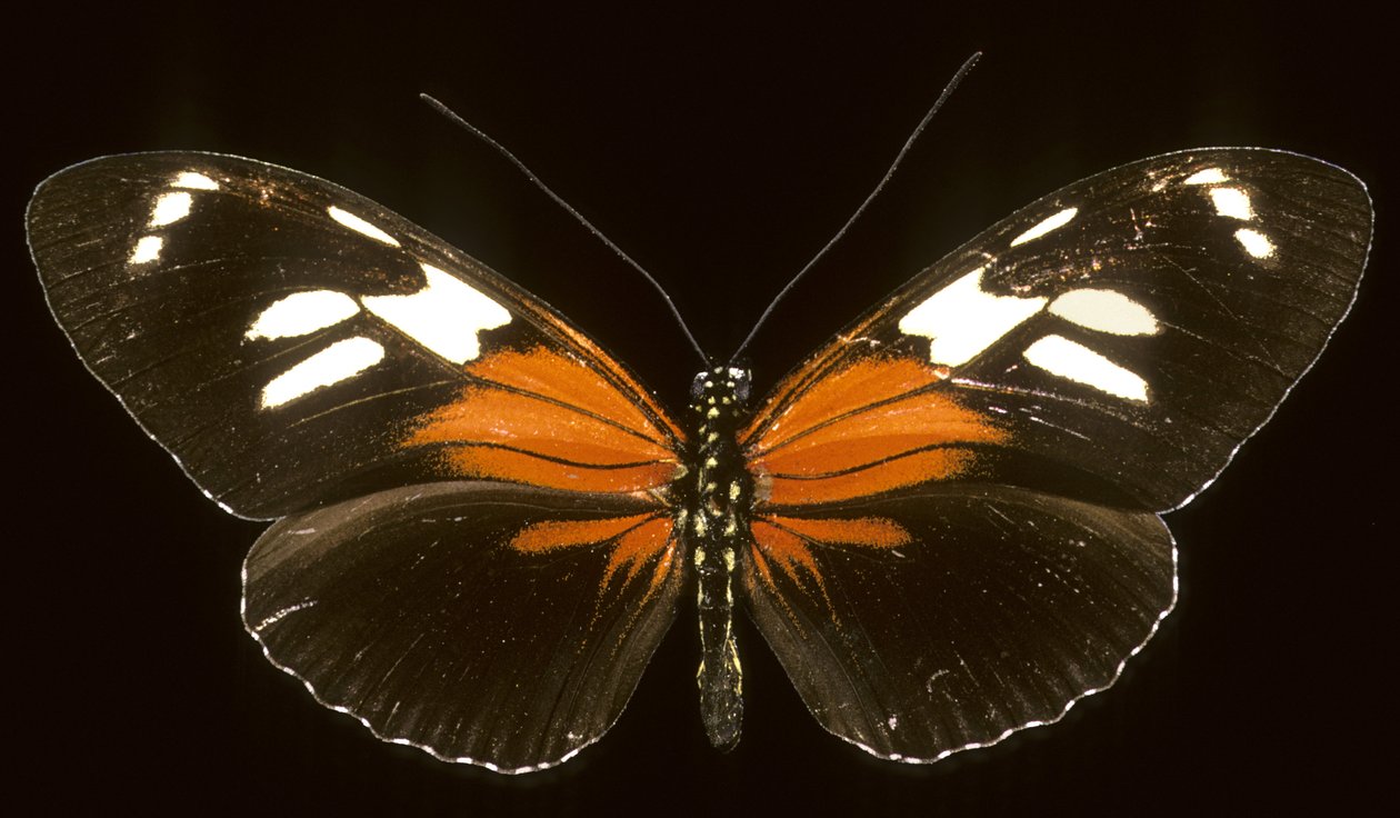 Heliconius burneyi catherina de Augustus Kollner