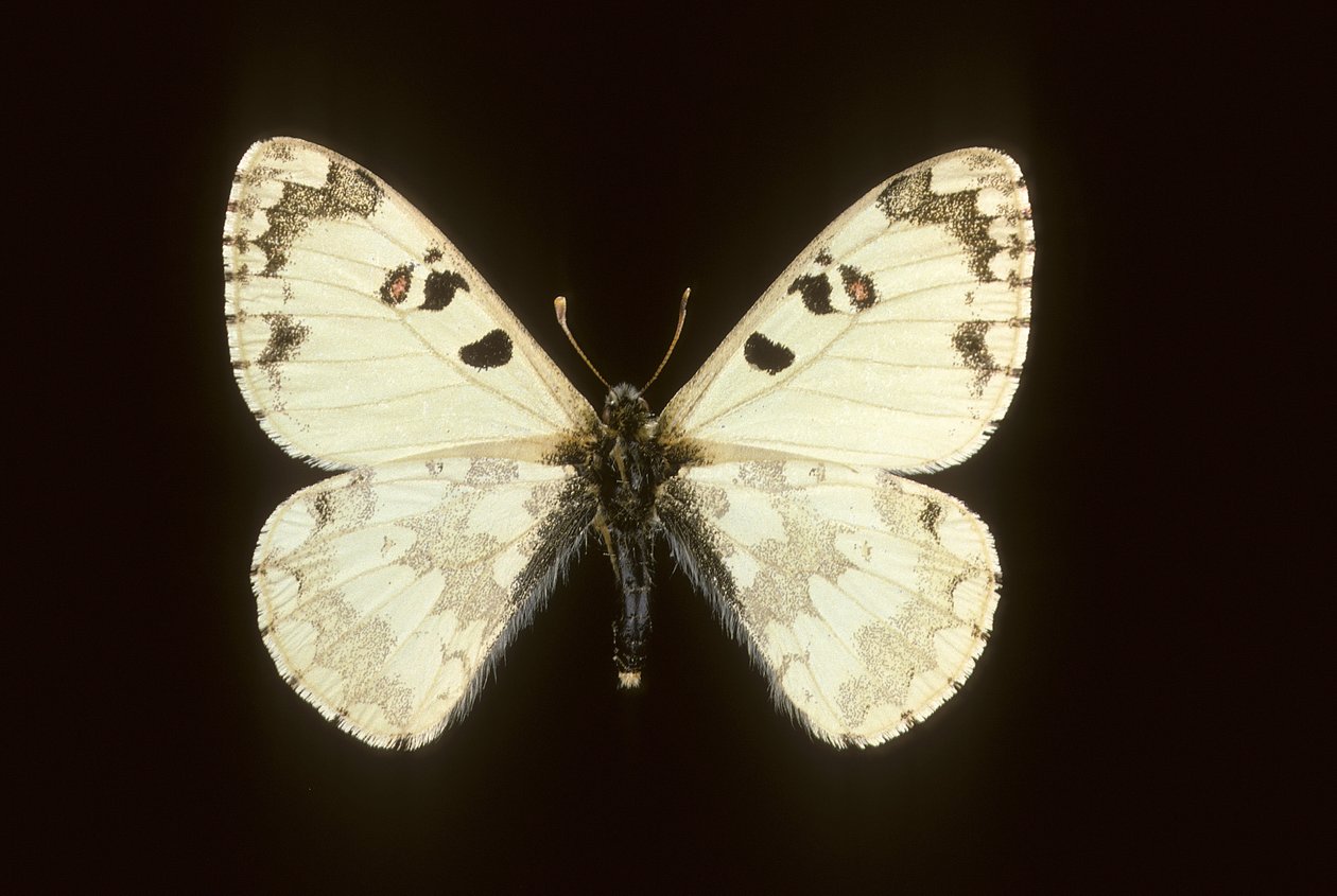 Hypermnestra helios de Augustus Kollner