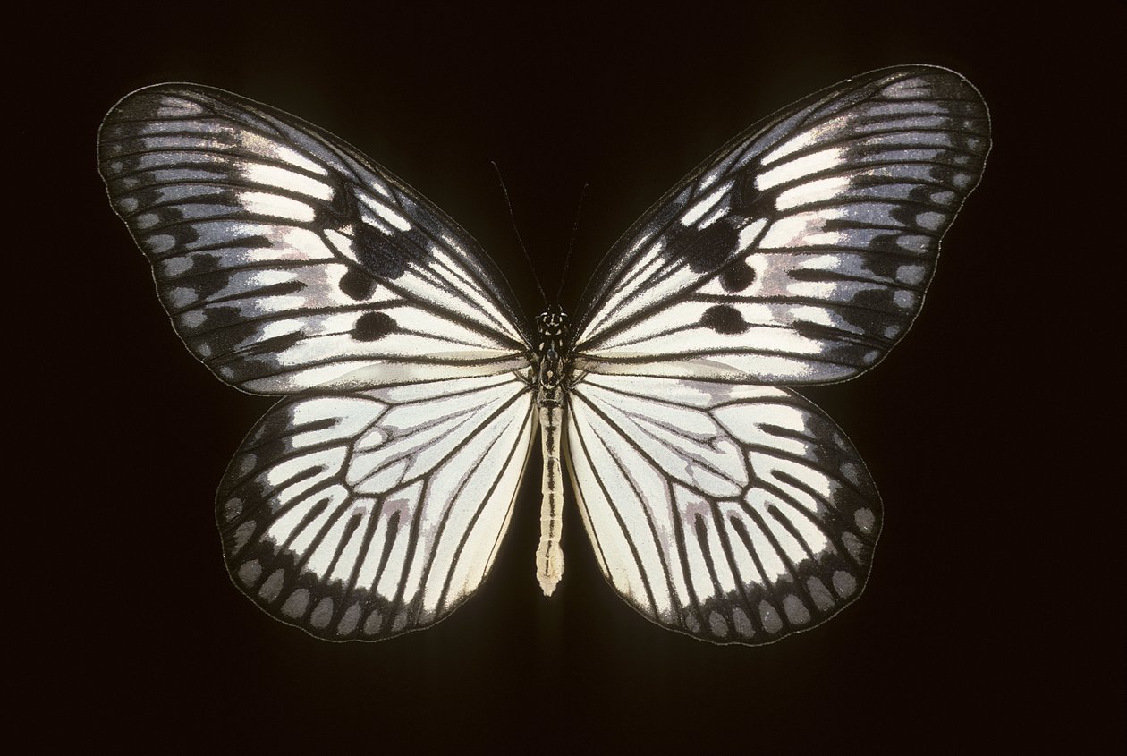 Idea blanchardi de Augustus Kollner