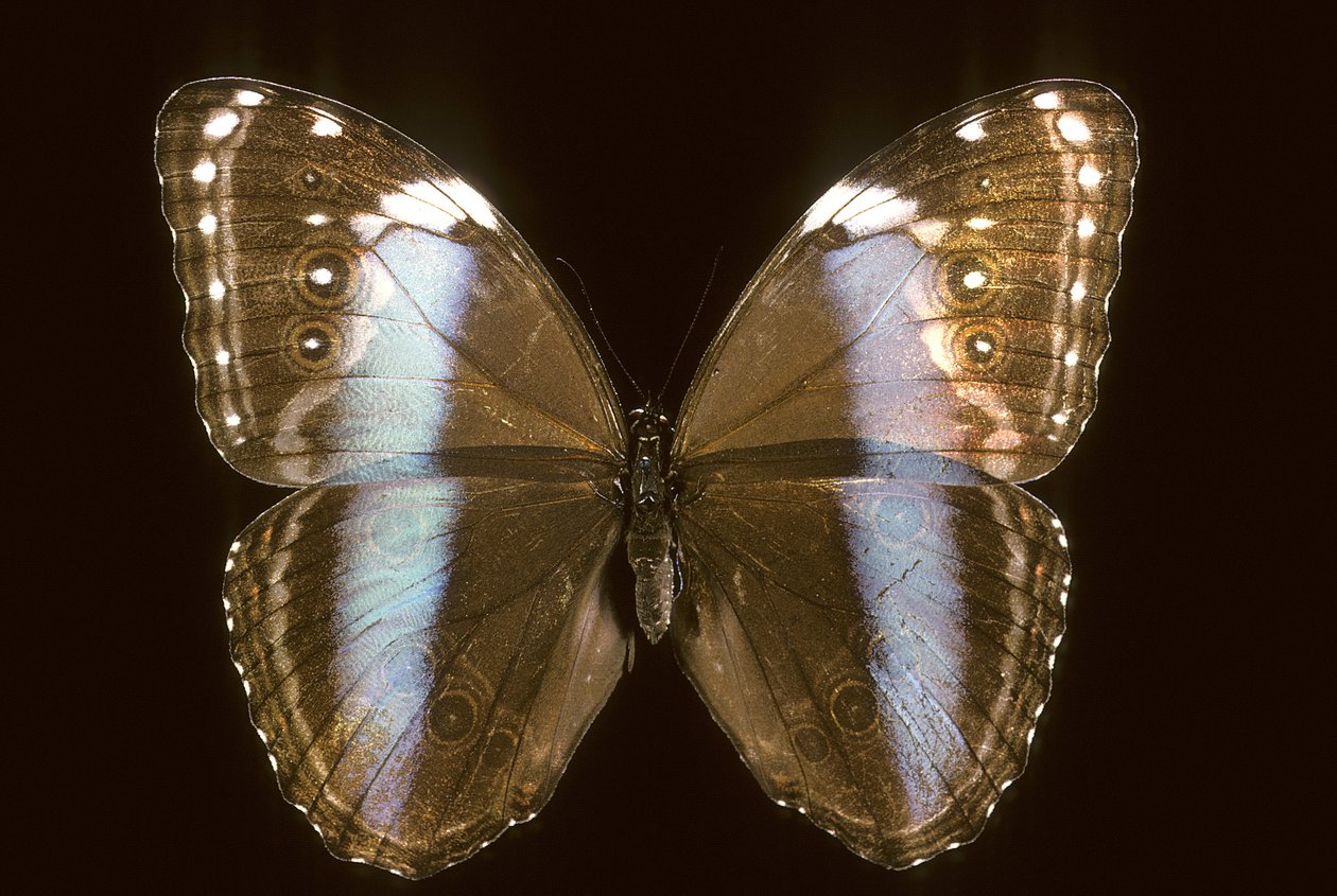 Morpho achilles hembra de Augustus Kollner