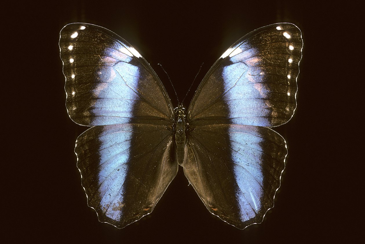 Morpho achilles macho de Augustus Kollner