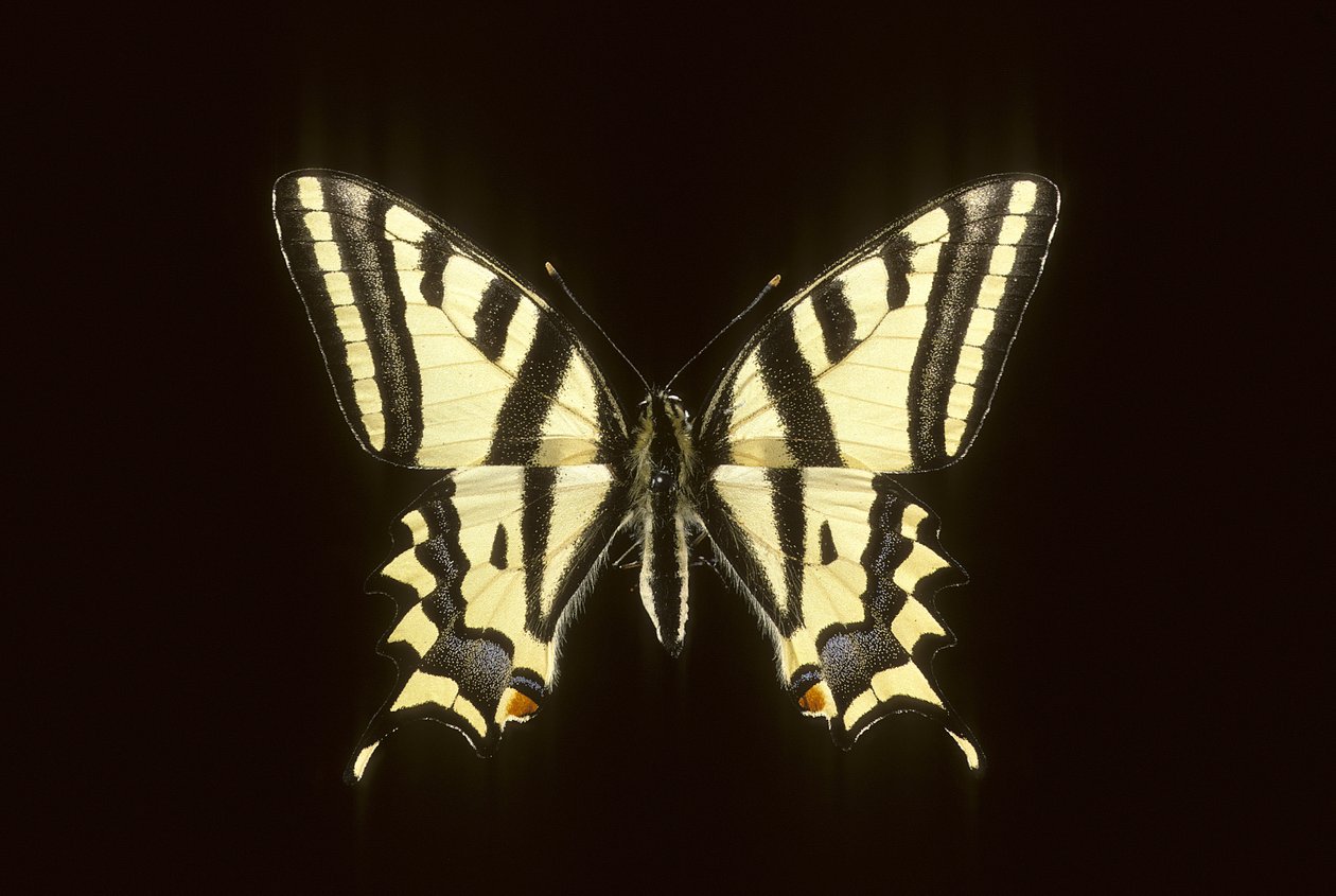 Papilio alexanor de Augustus Kollner