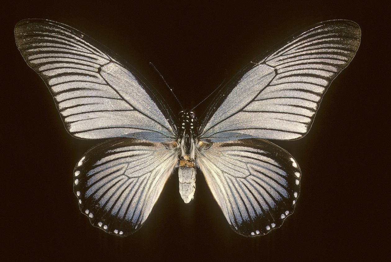 Papilio zalmoxis de Augustus Kollner