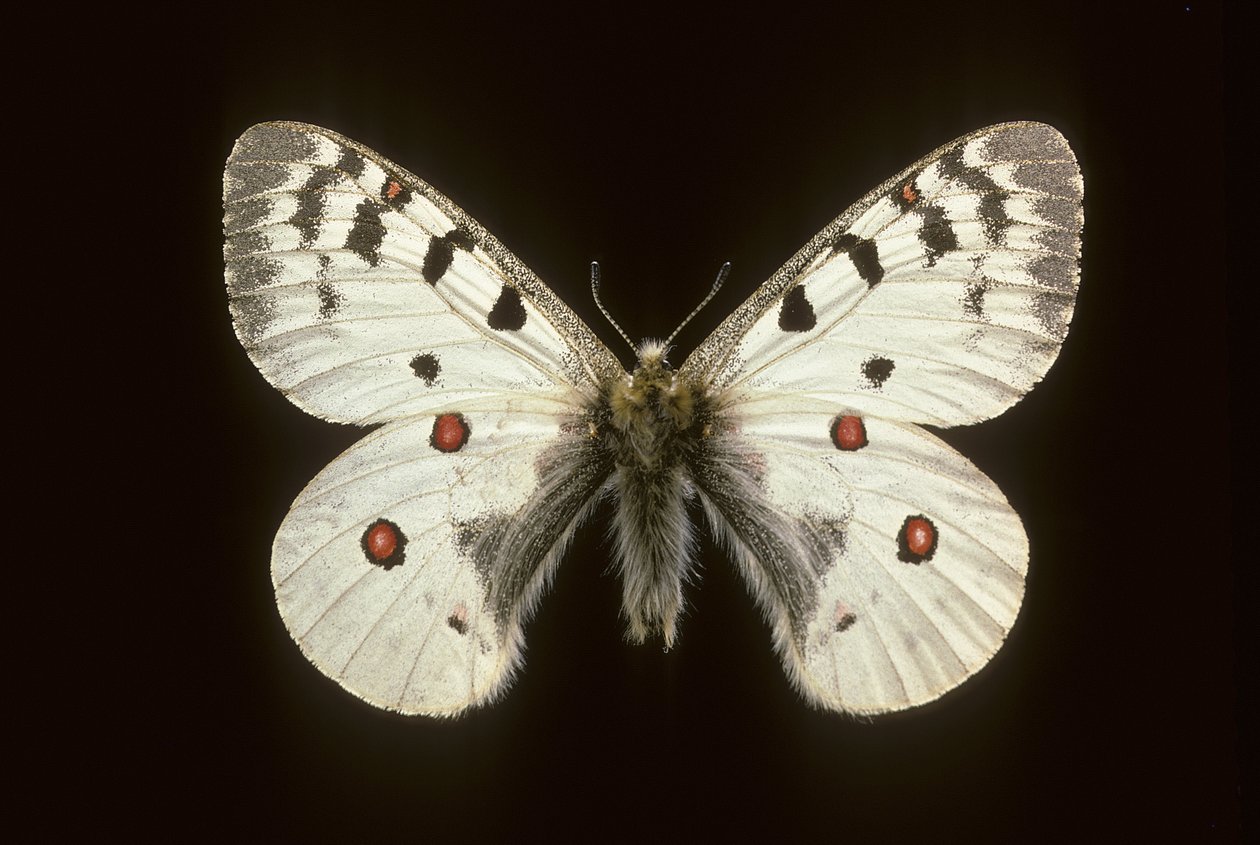Parnassius phoebus de Augustus Kollner